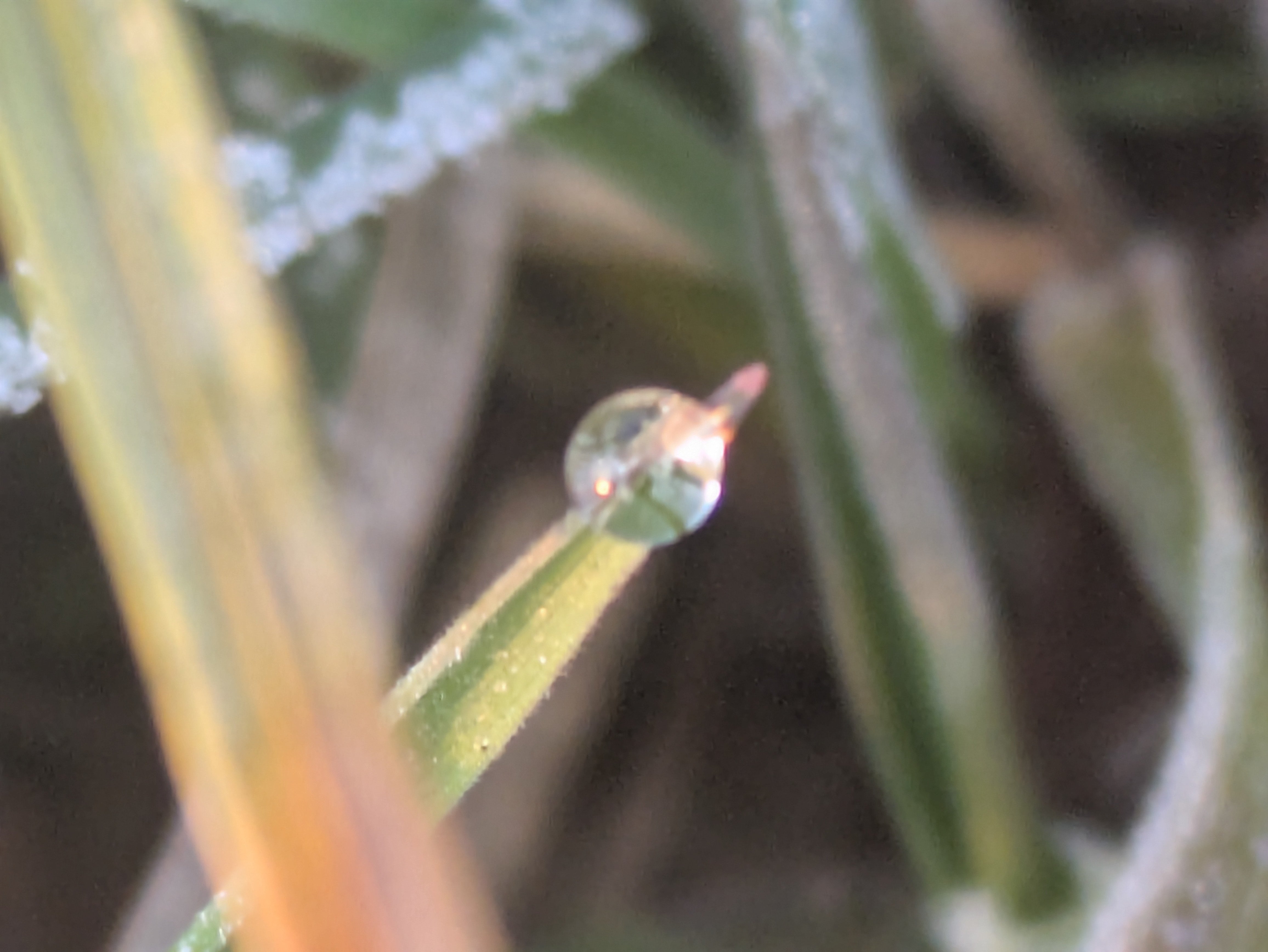 今朝の水滴③｜ichiro70