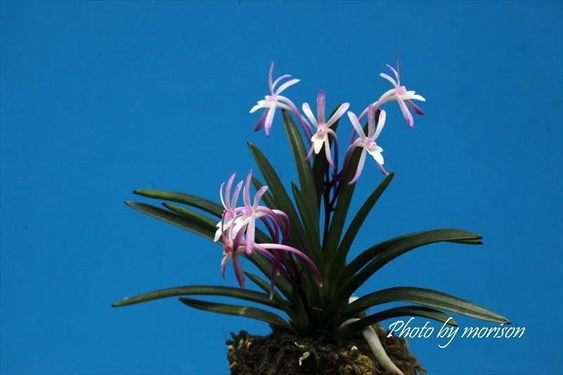 富貴蘭「極紅」の花（過去の画像倉庫から）｜KJ Morison