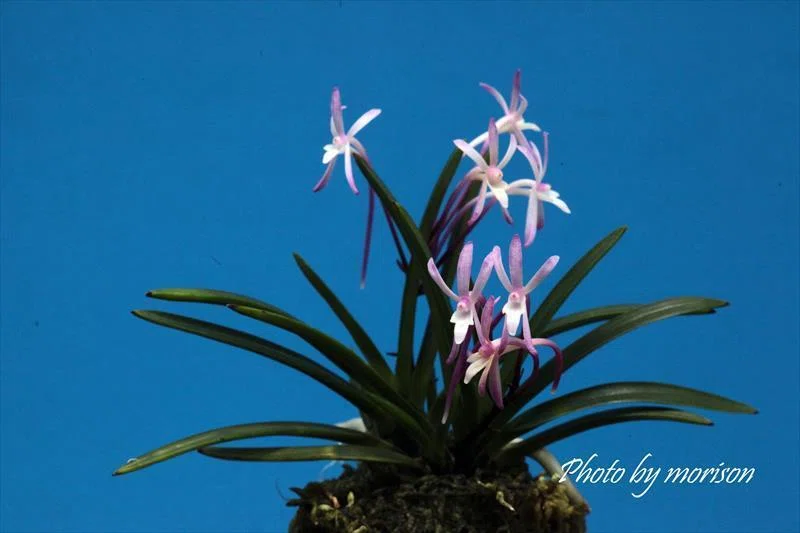 富貴蘭「極紅」の花（過去の画像倉庫から）｜KJ Morison
