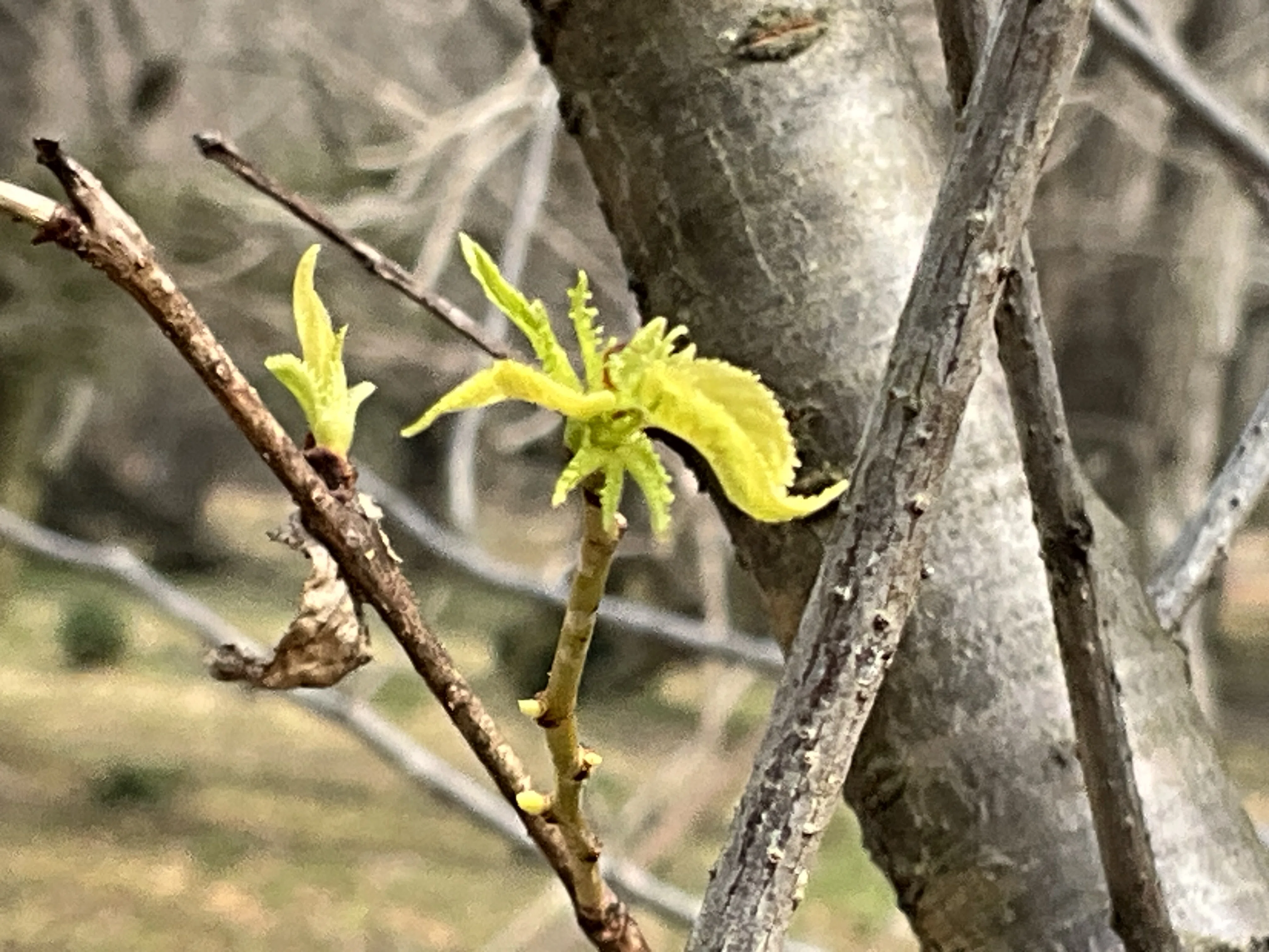 イヌシデの芽吹き（京都府立植物園）：2026年2月5日（木）｜藤井秀昭