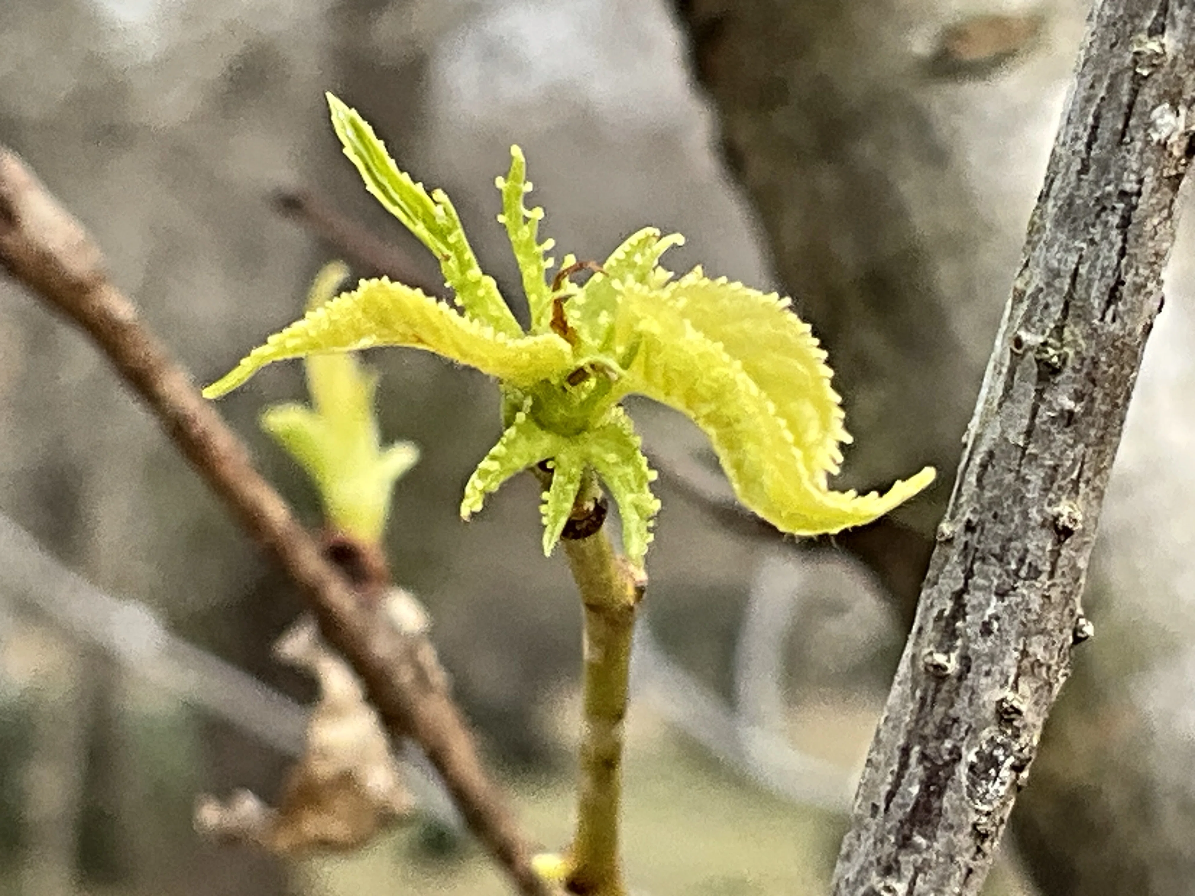 イヌシデの芽吹き（京都府立植物園）：2026年2月5日（木）｜藤井秀昭