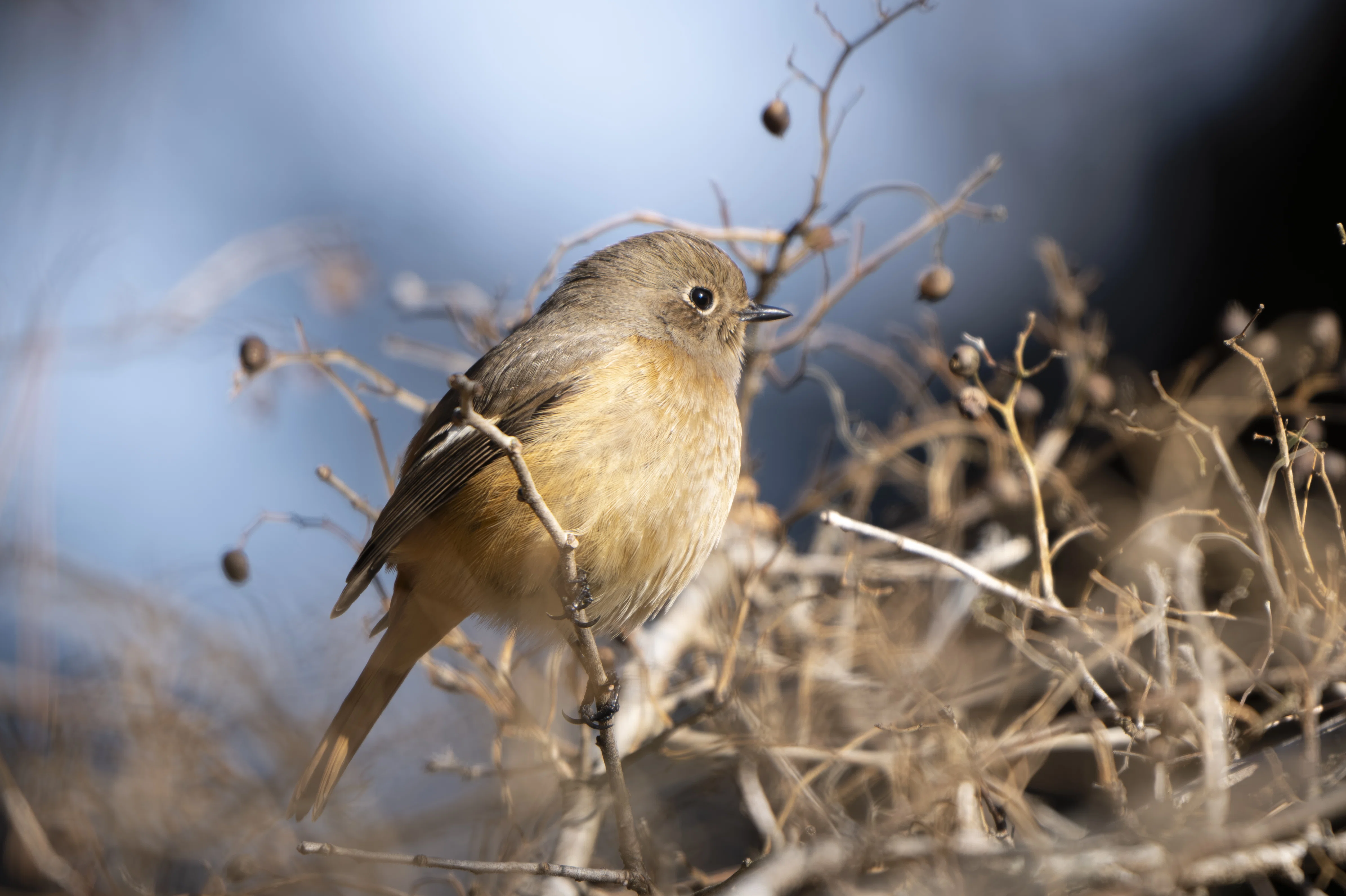 大好きなルリビタキに会いたくて｜Nikon Z8で冬鳥探鳥｜METAL