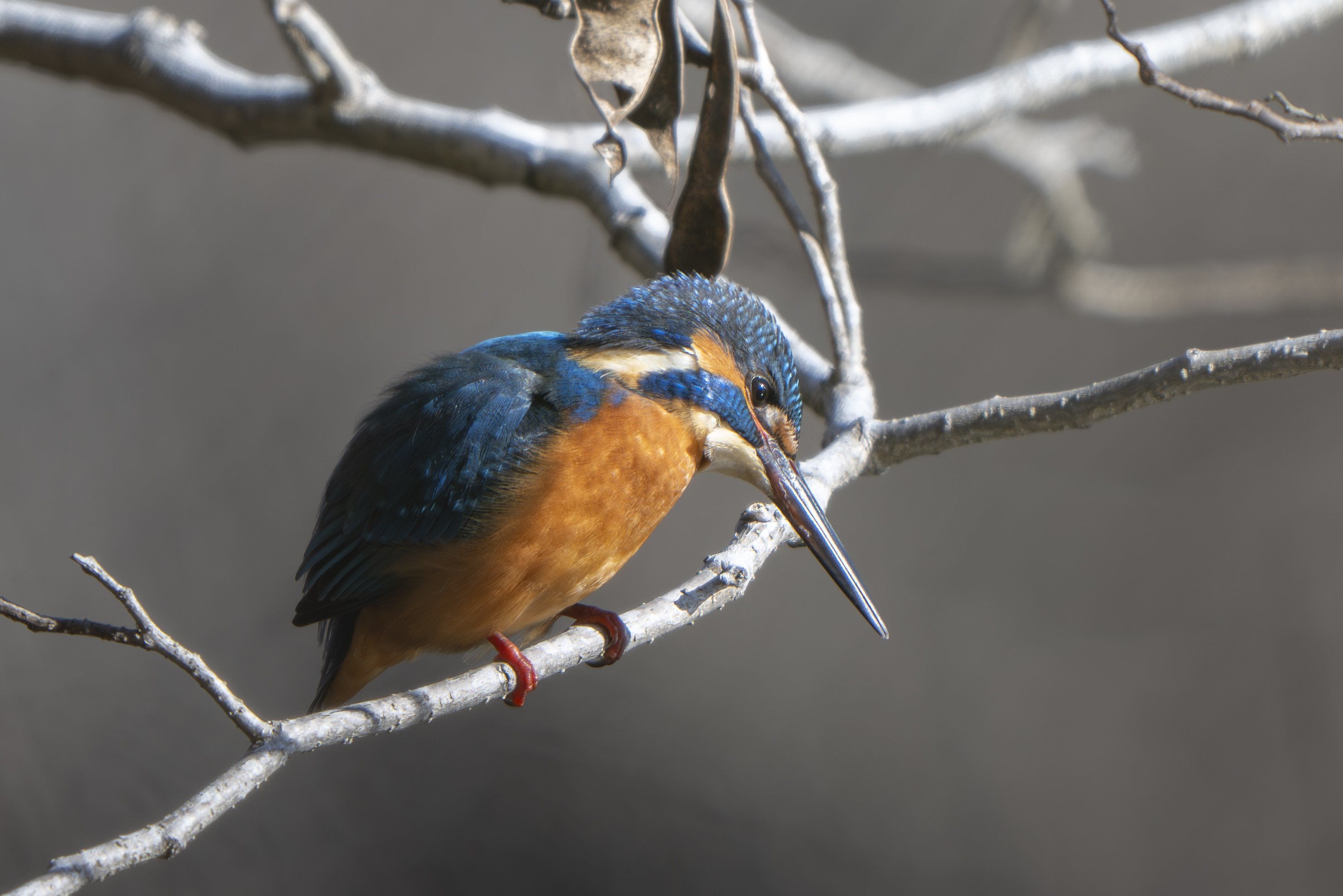大好きなルリビタキに会いたくて｜Nikon Z8で冬鳥探鳥｜METAL