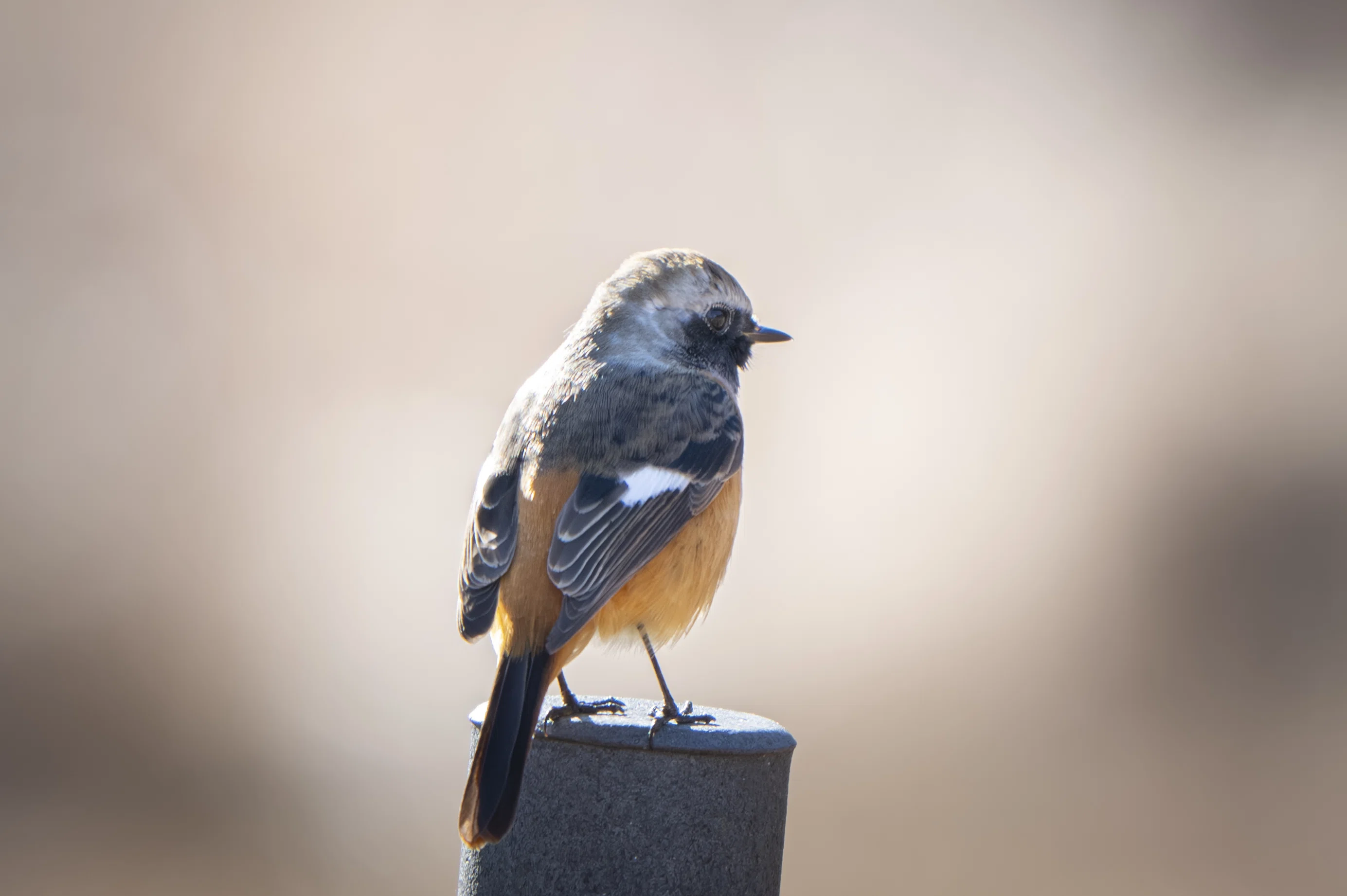 大好きなルリビタキに会いたくて｜Nikon Z8で冬鳥探鳥｜METAL