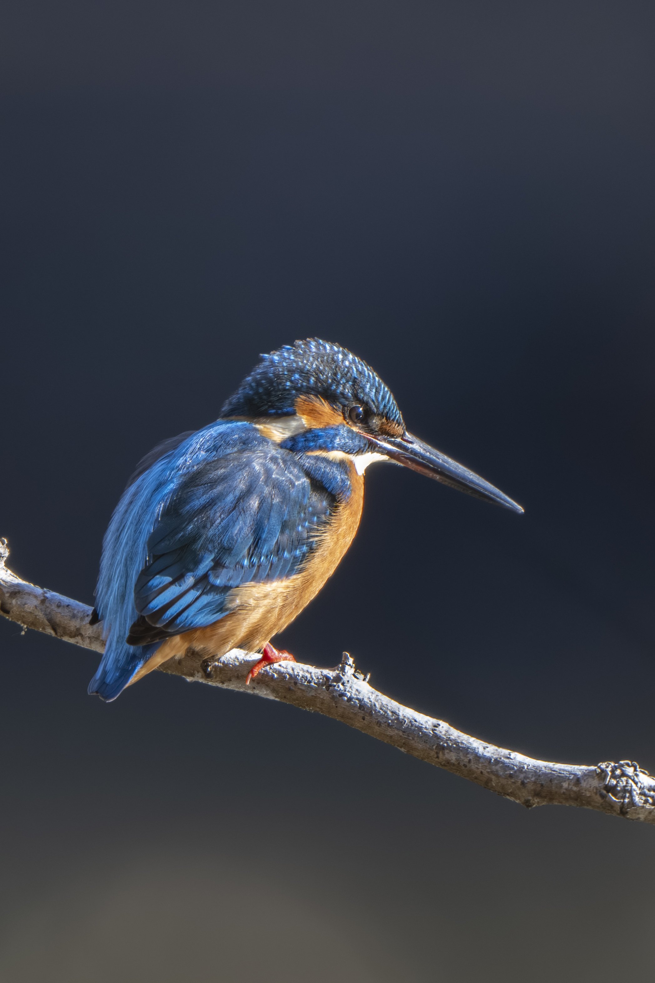 大好きなルリビタキに会いたくて｜Nikon Z8で冬鳥探鳥｜METAL