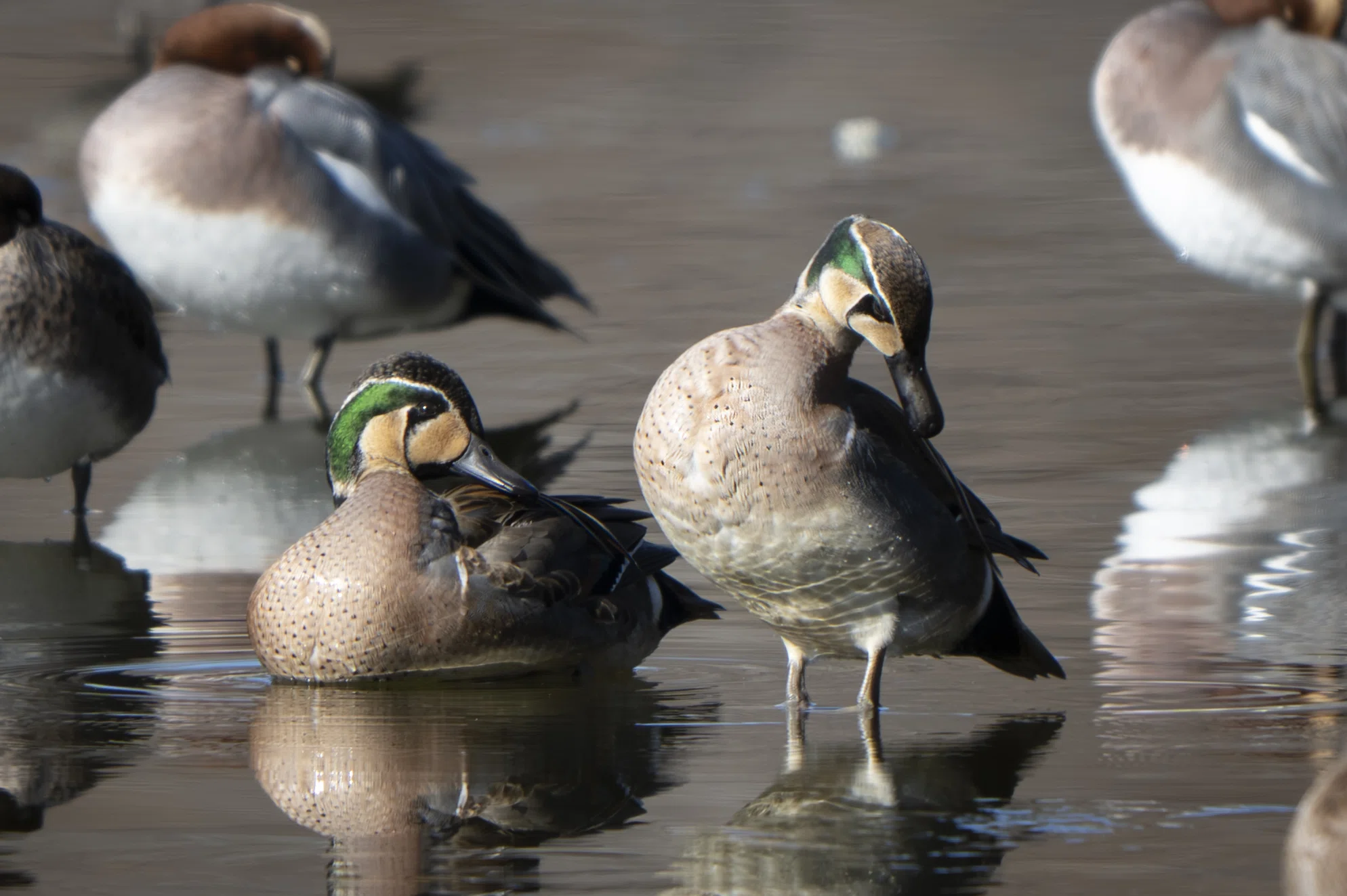 大好きなルリビタキに会いたくて｜Nikon Z8で冬鳥探鳥｜METAL