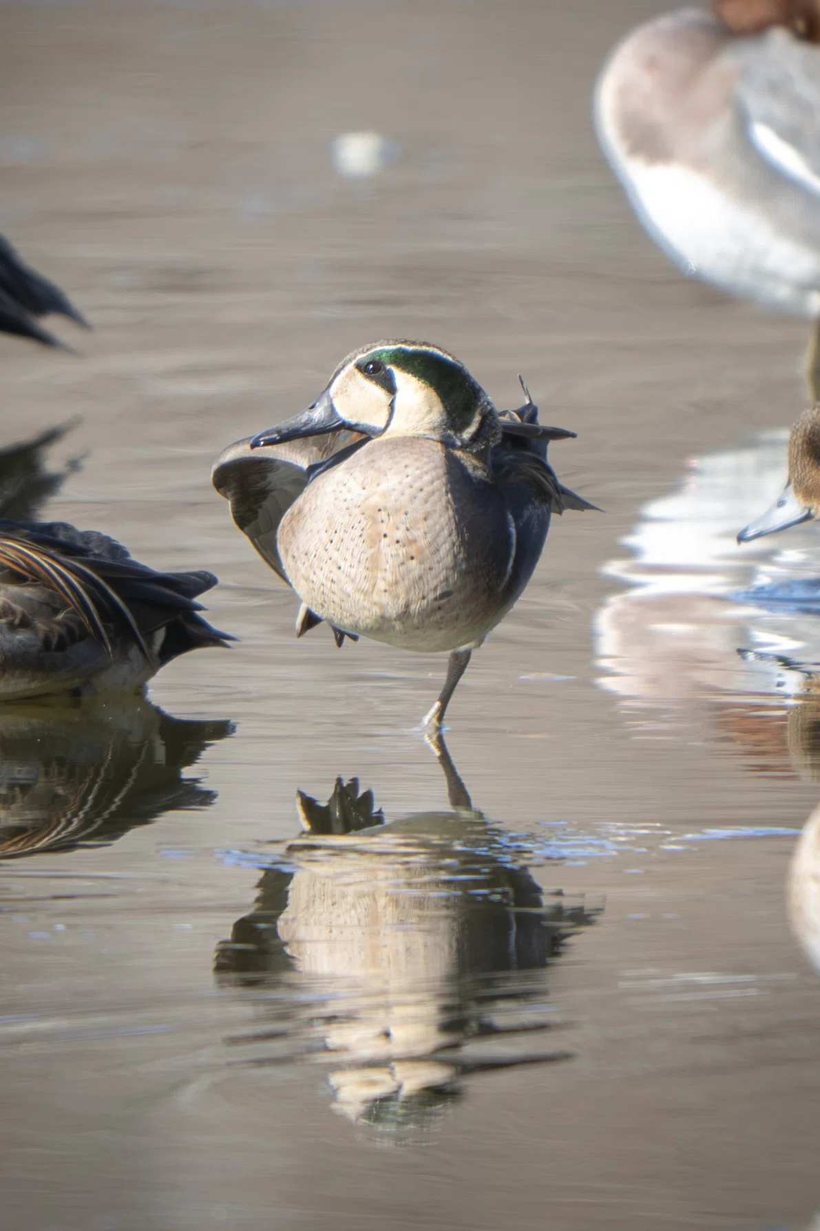 大好きなルリビタキに会いたくて｜Nikon Z8で冬鳥探鳥｜METAL