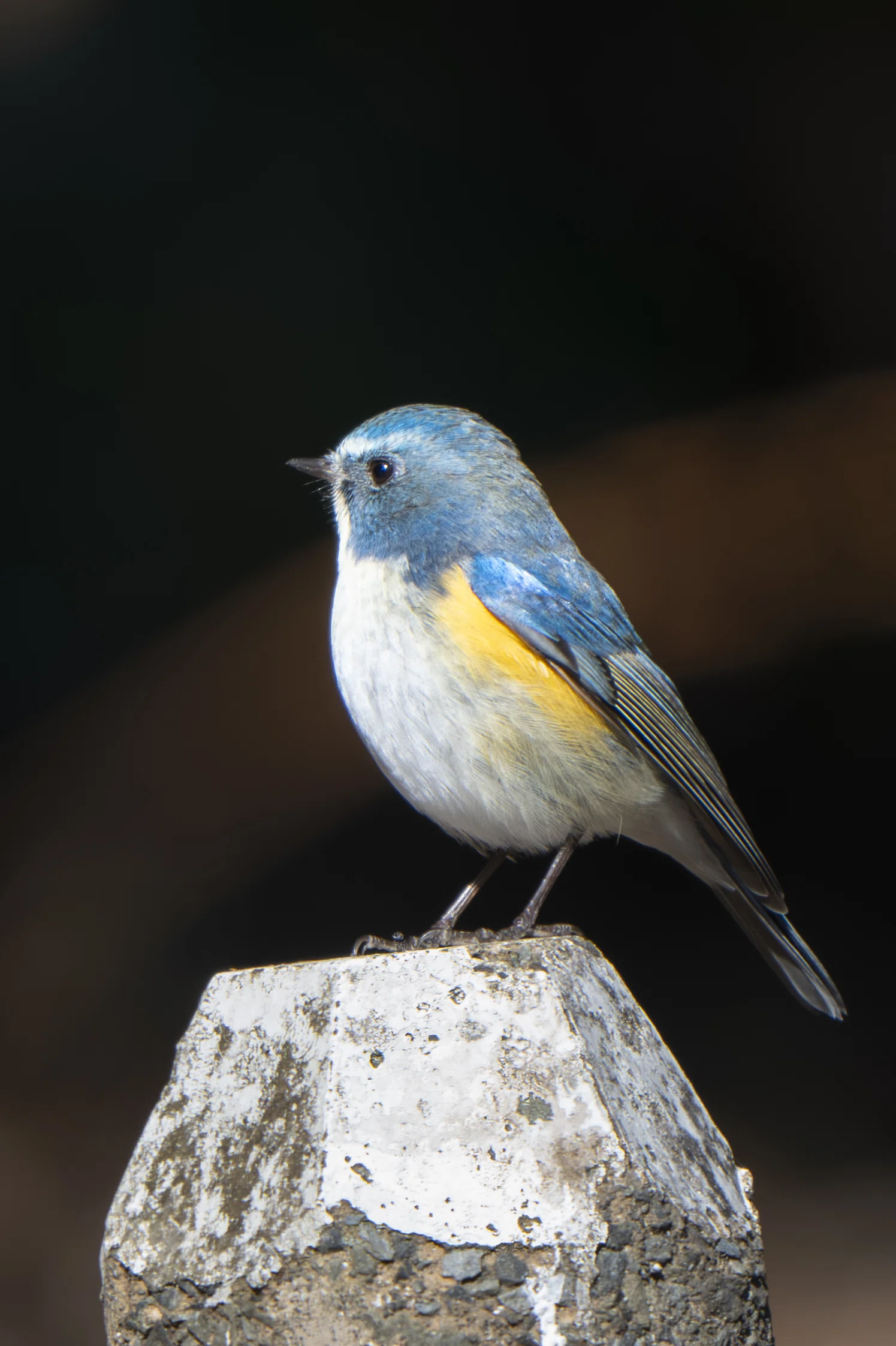 大好きなルリビタキに会いたくて｜Nikon Z8で冬鳥探鳥｜METAL