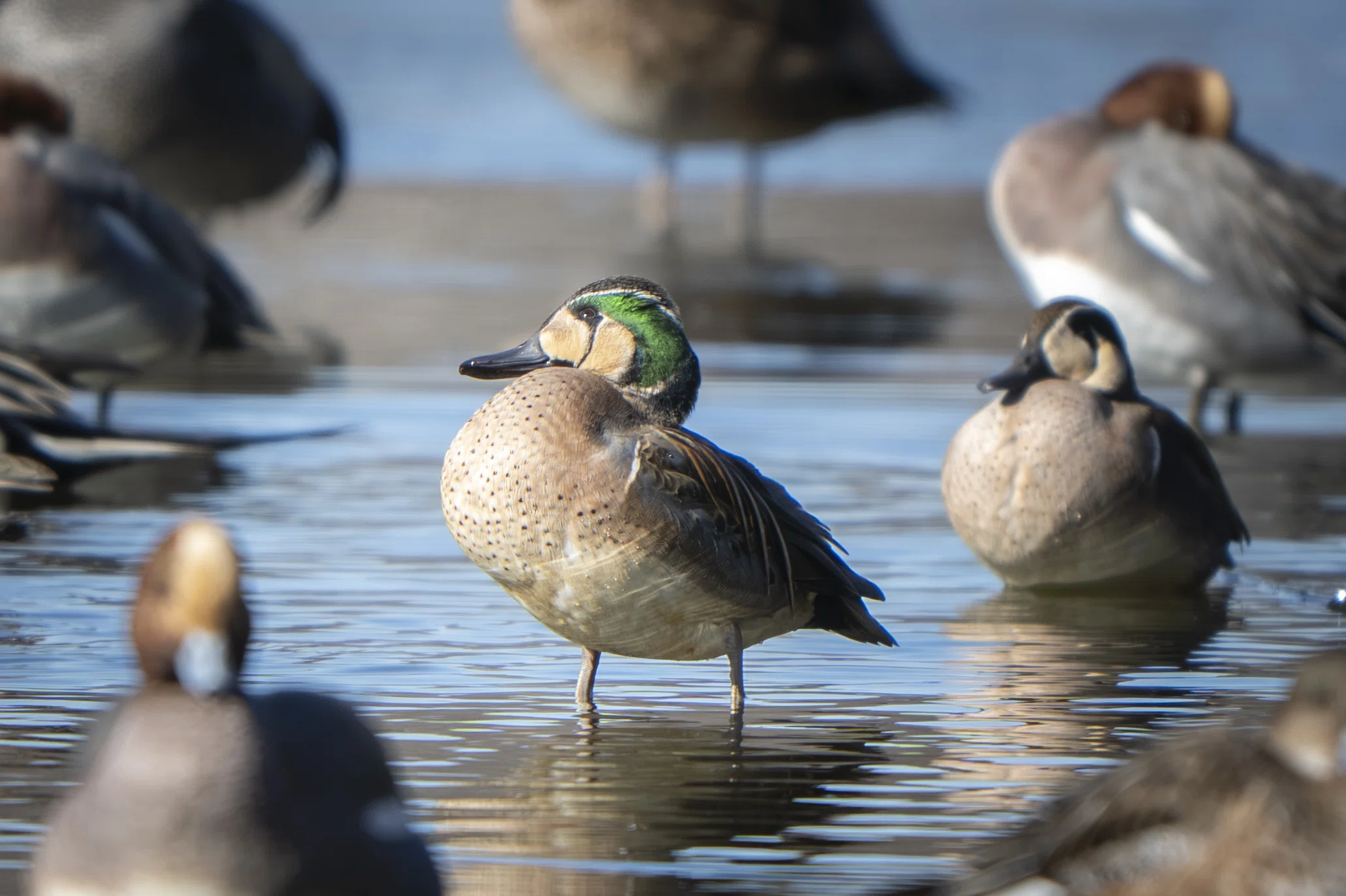大好きなルリビタキに会いたくて｜Nikon Z8で冬鳥探鳥｜METAL