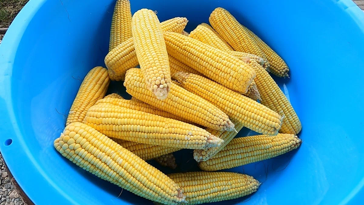 甘くないトウモロコシで作る中南米料理其1 生のトウモロコシの風味を楽しむ南米パラグアイの郷土料理チパグアス |El Dorado