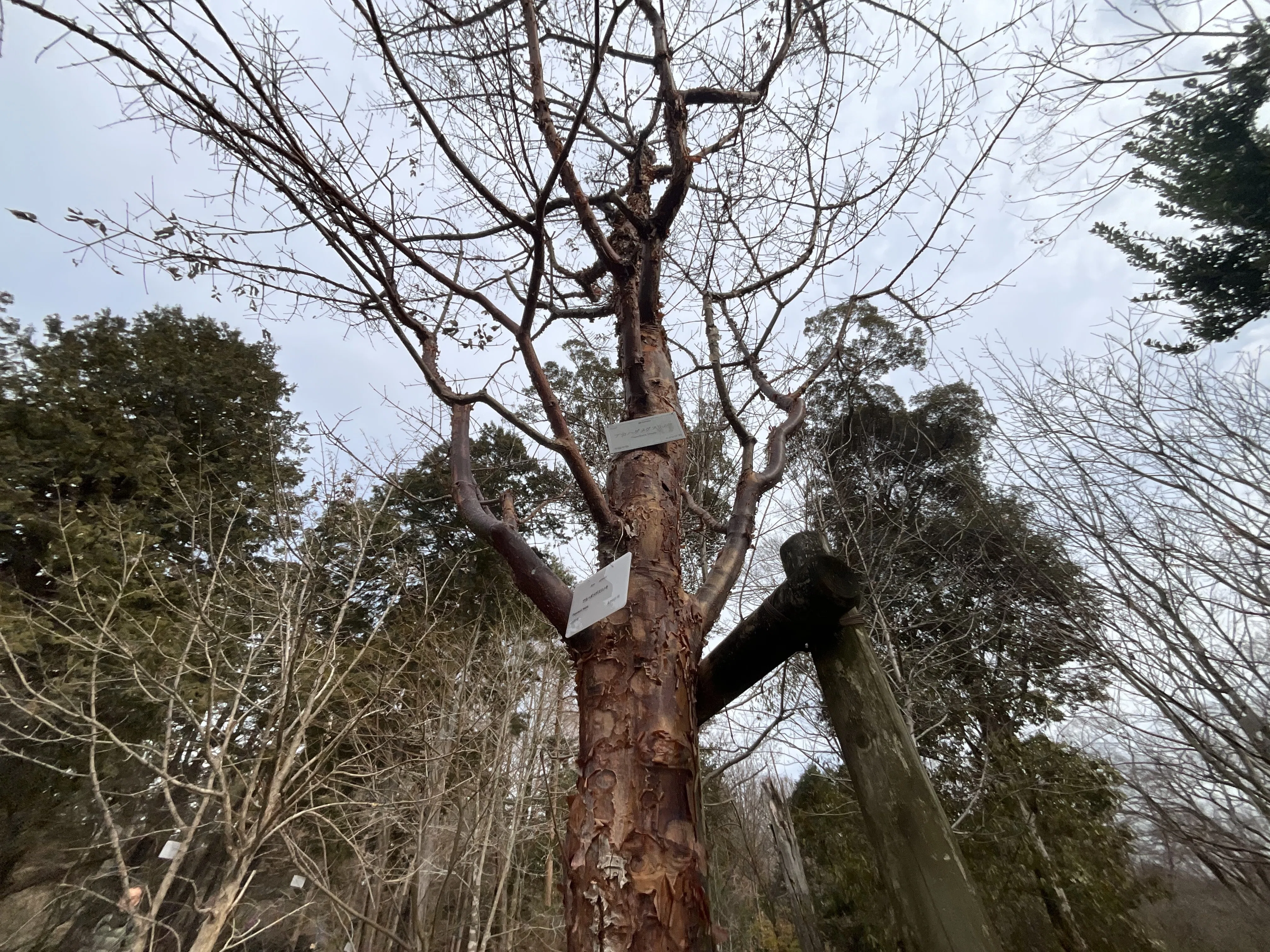 アカハダメグスリノキとメグスリノキ（京都府立植物園）：2026年2月10