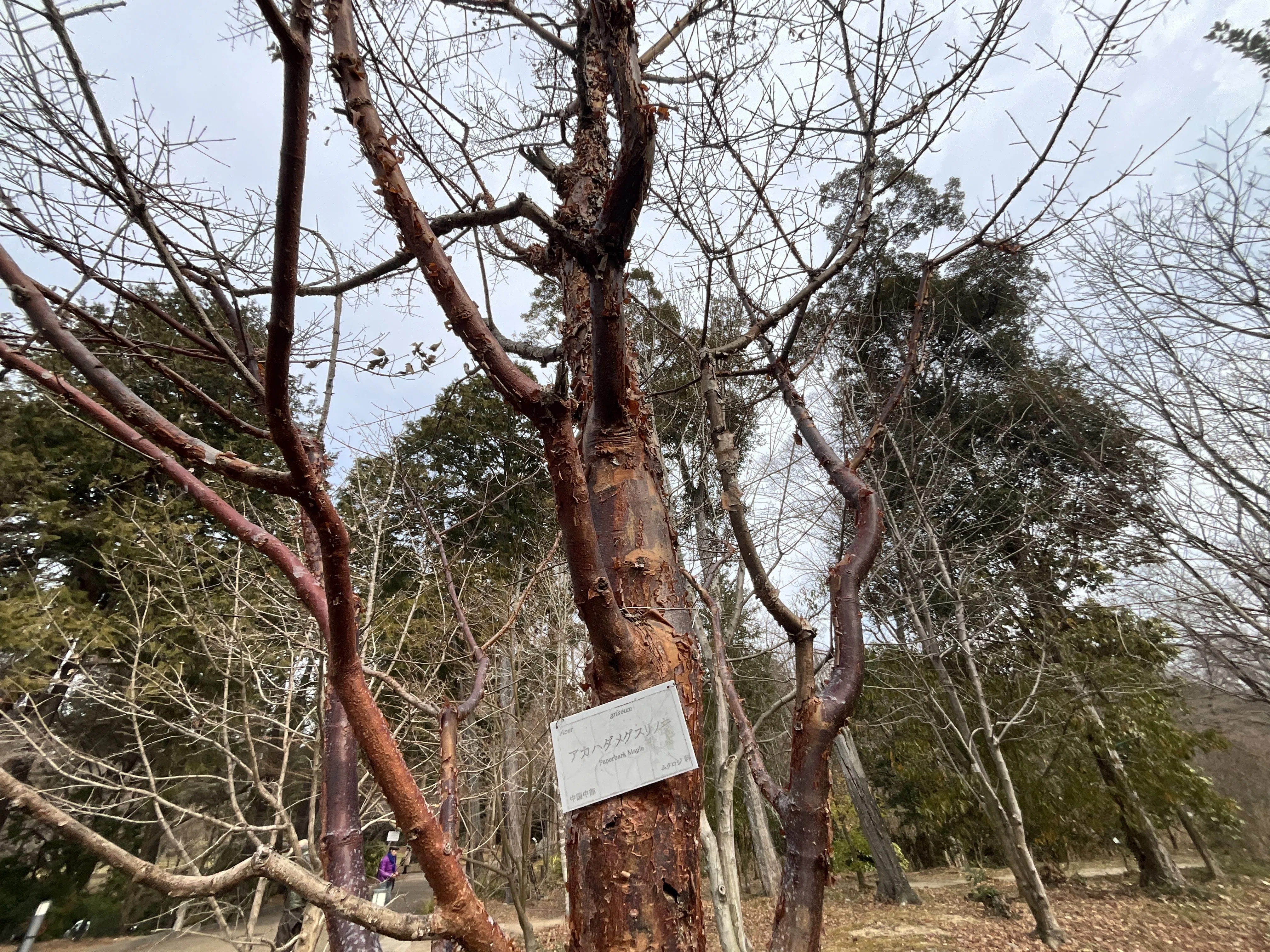 アカハダメグスリノキとメグスリノキ（京都府立植物園）：2026年2月10