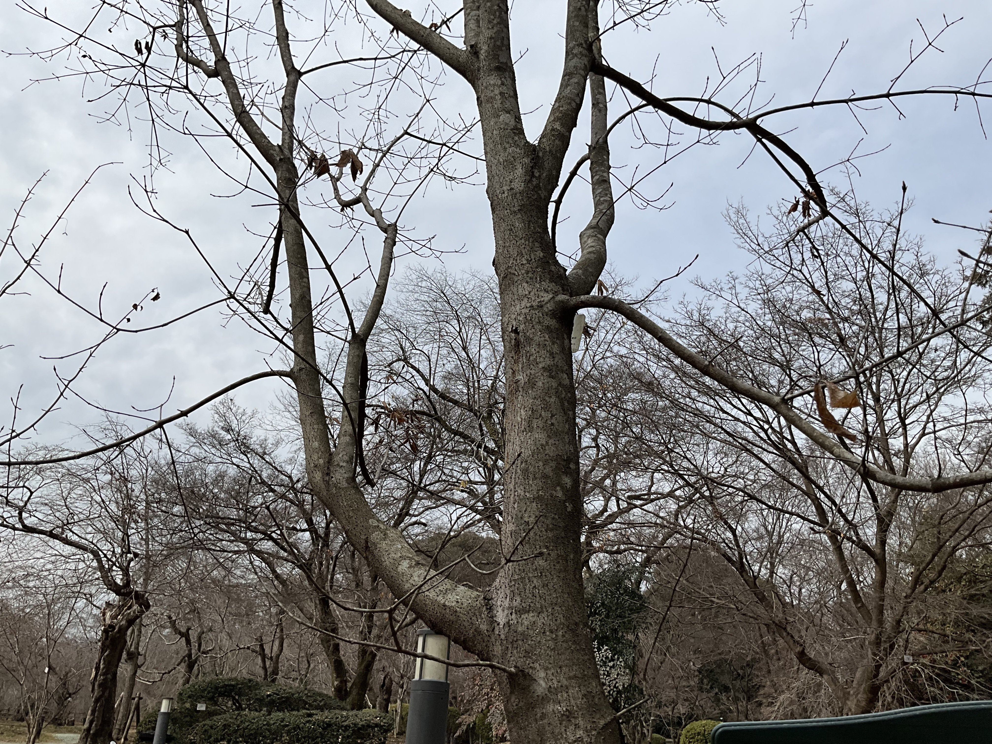 アカハダメグスリノキとメグスリノキ（京都府立植物園）：2026年2月10