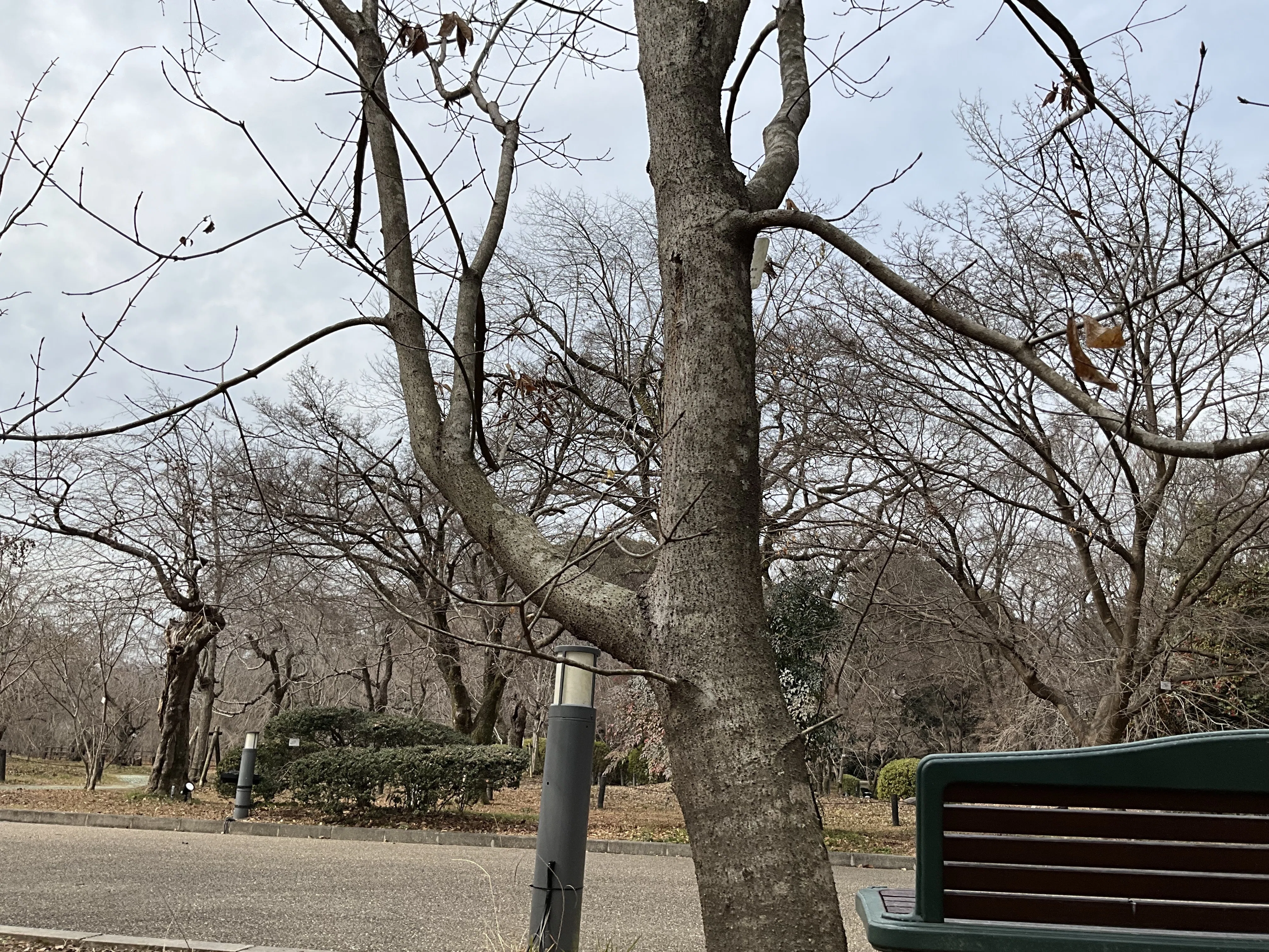 アカハダメグスリノキとメグスリノキ（京都府立植物園）：2026年2月10