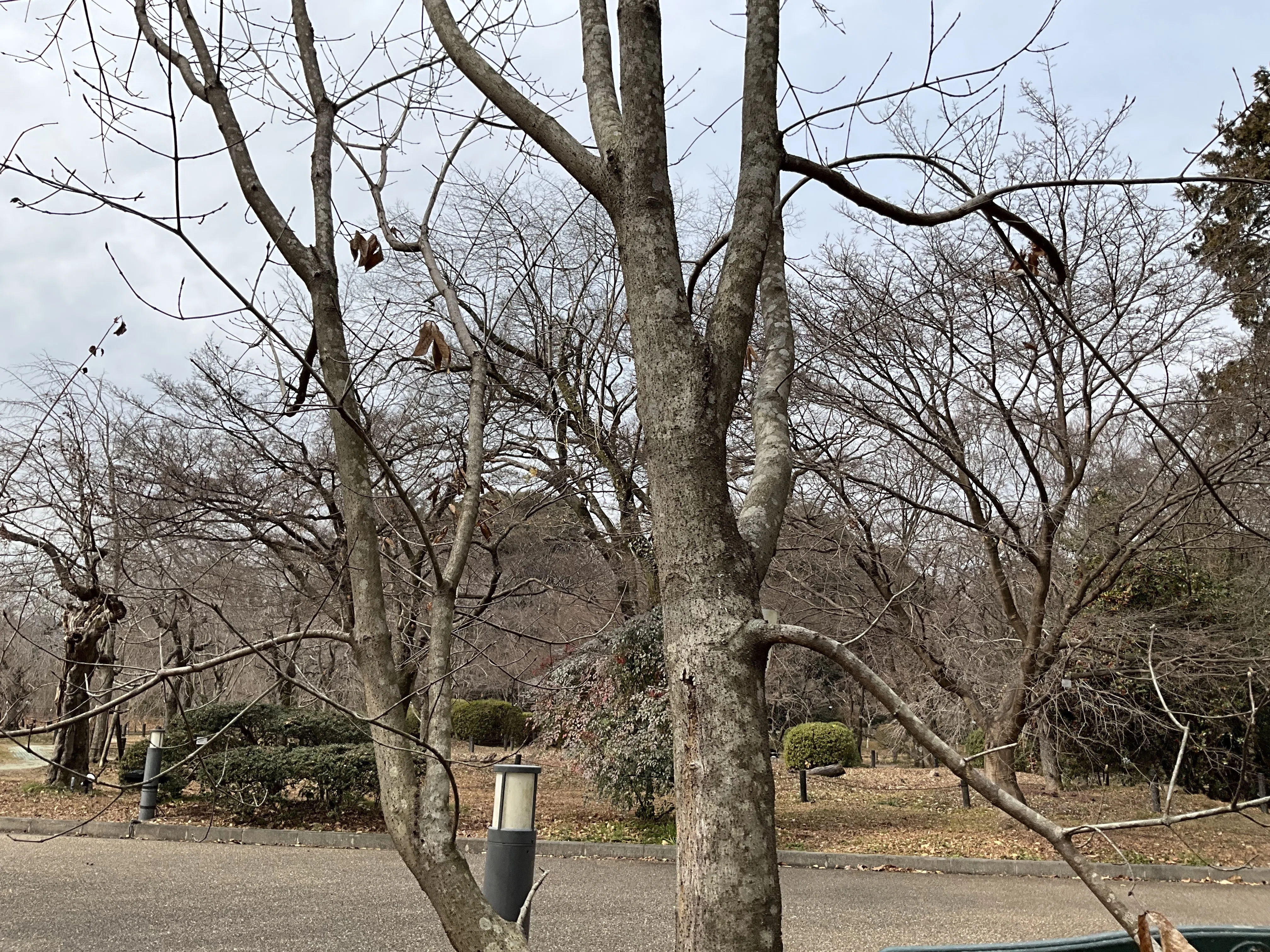 アカハダメグスリノキ 落葉樹 枯れ枝 竹支柱付き アカハダメグスリノキとメグスリノキ（京都府立植物園）：2026年2月10