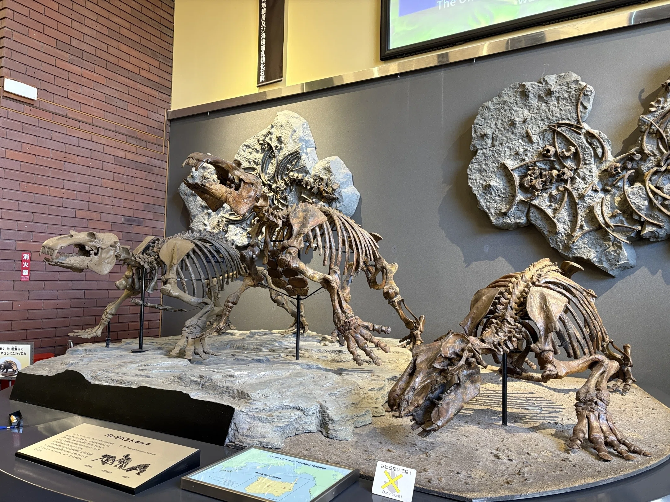 Fun at the Local Museum: Saitama Prefectural Museum of Natural