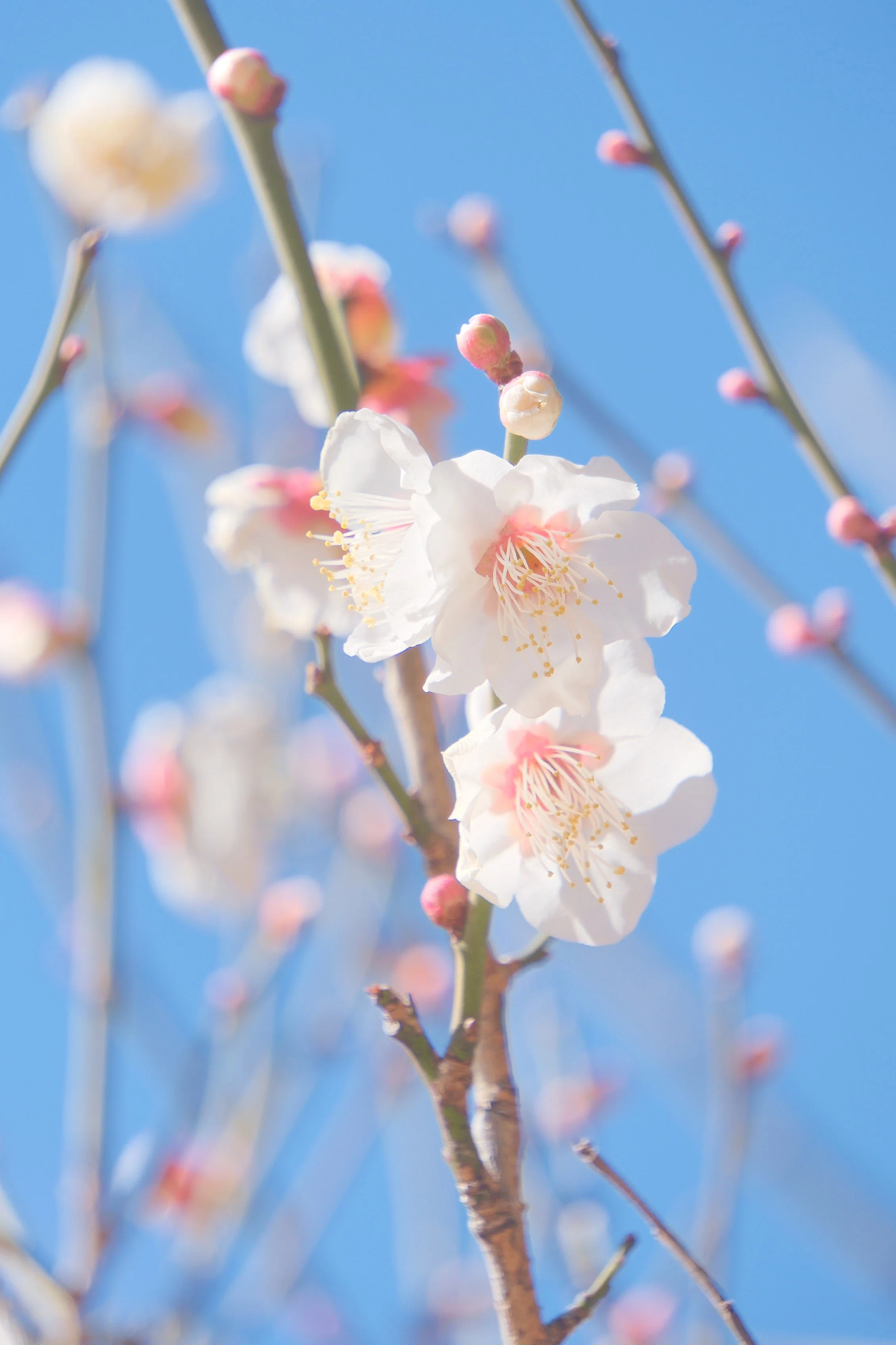 御苑の梅も（ X-T5 : Tamron 18-300mm F/3.5-6.3 ）｜シェル