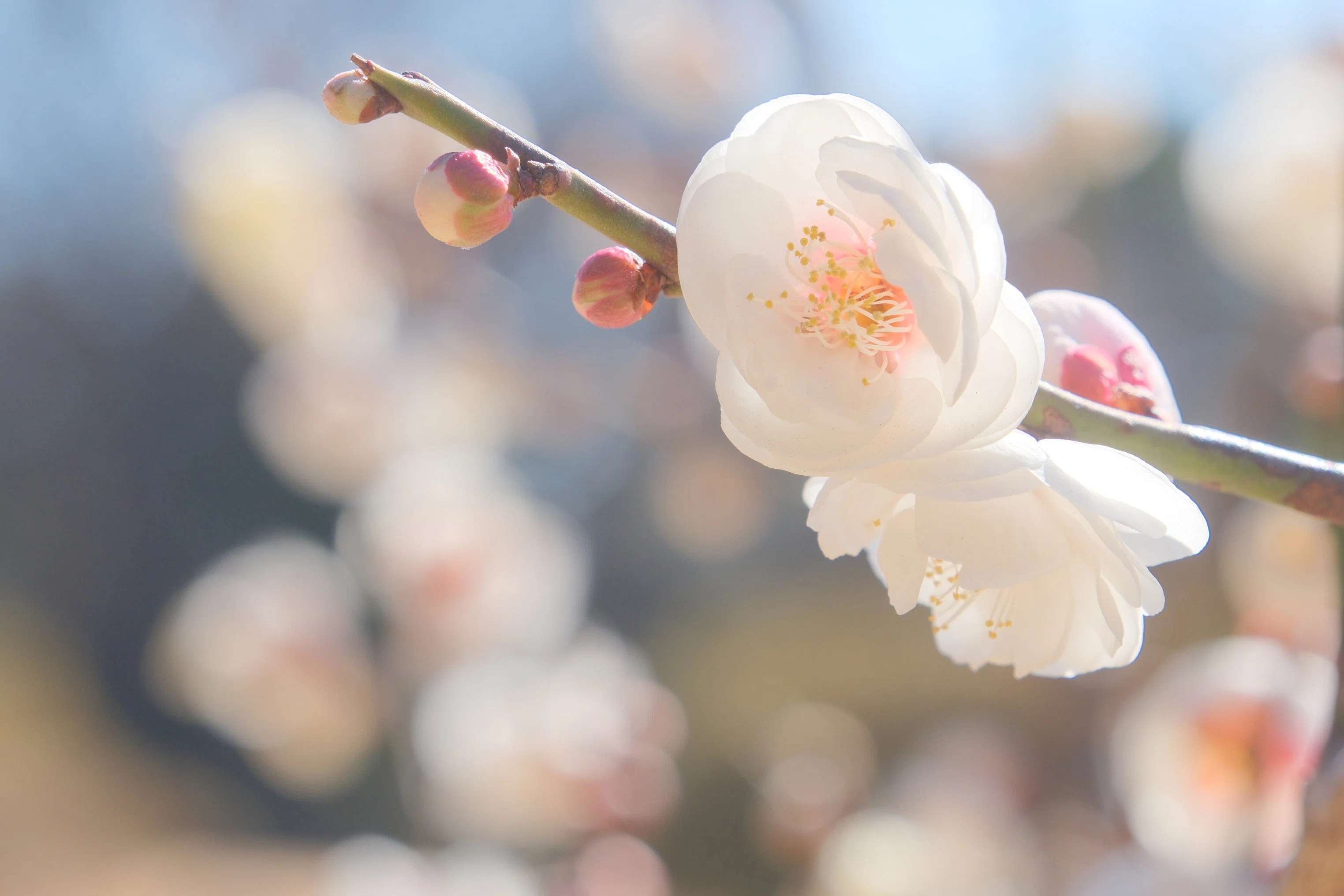 御苑の梅も（ X-T5 : Tamron 18-300mm F/3.5-6.3 ）｜シェル