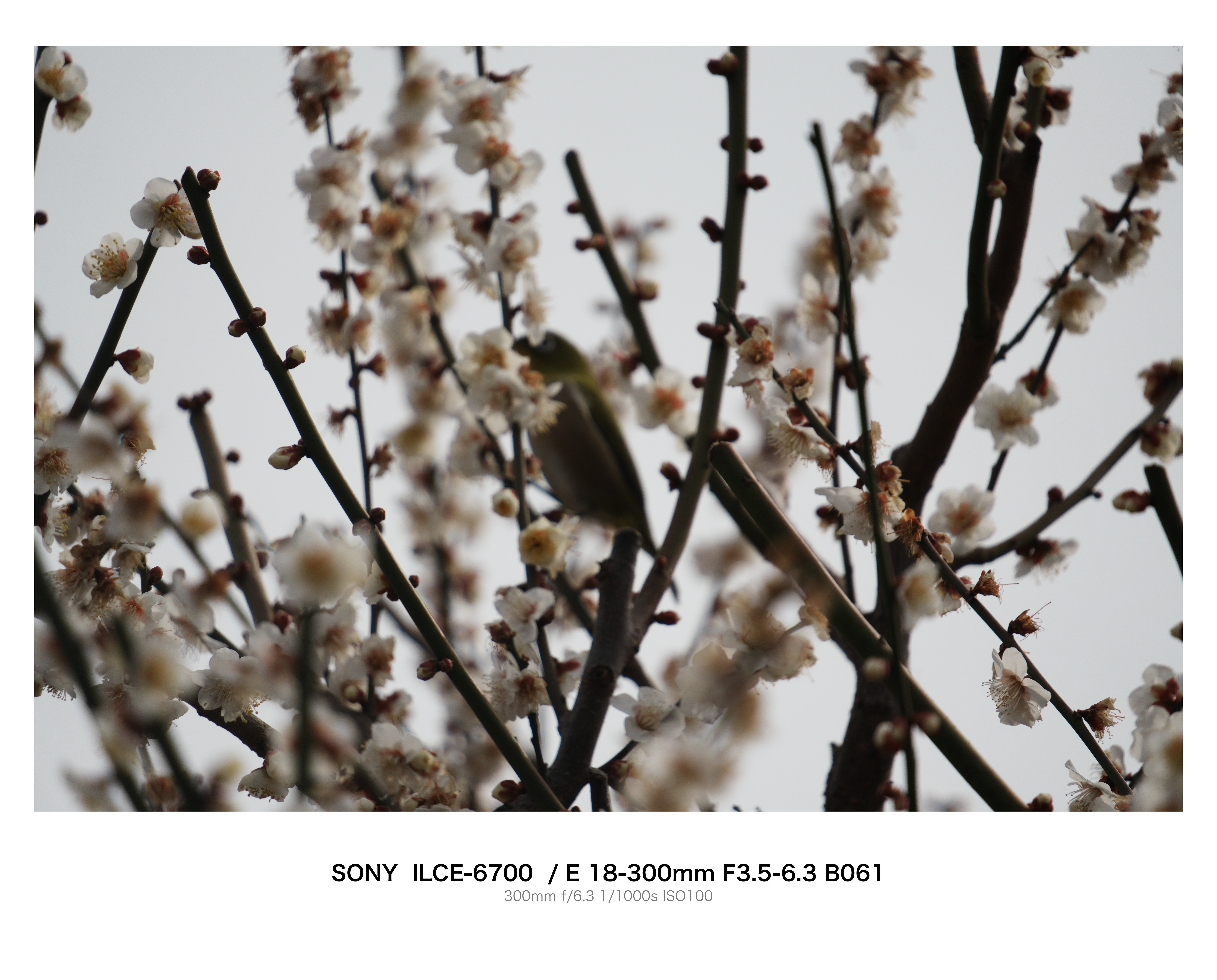 汐入公園の梅とメジロ｜とりごーり