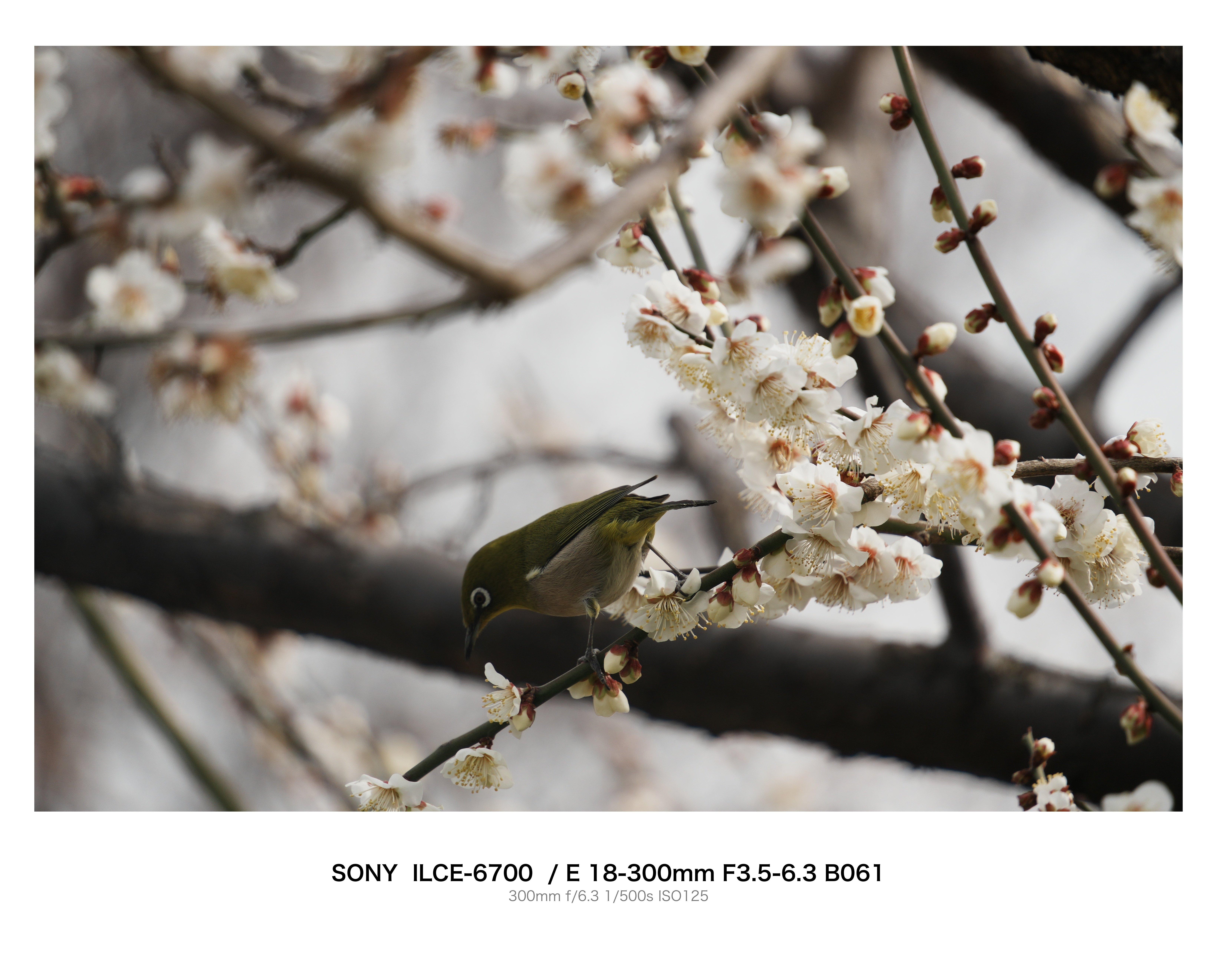 汐入公園の梅とメジロ｜とりごーり
