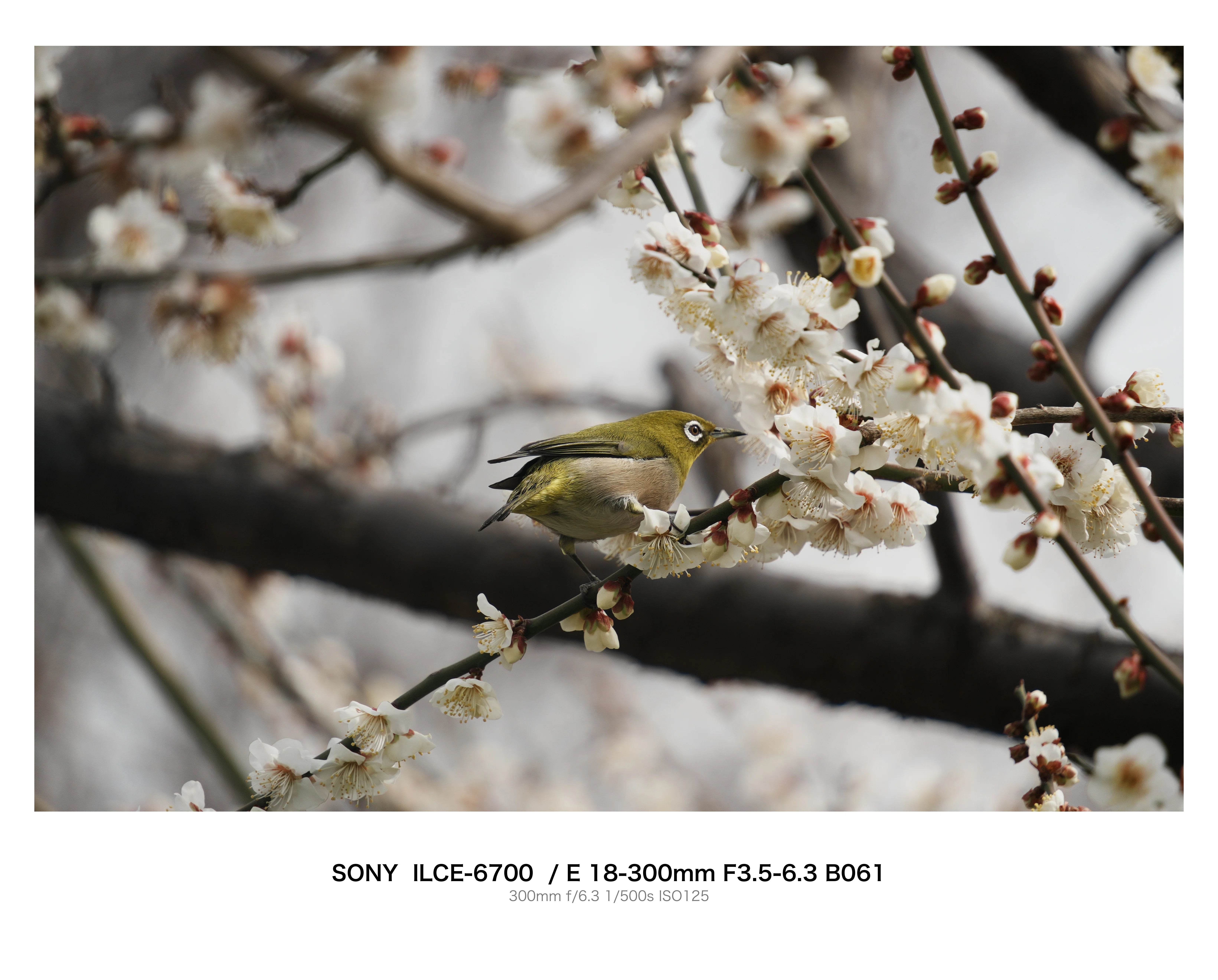 汐入公園の梅とメジロ｜とりごーり