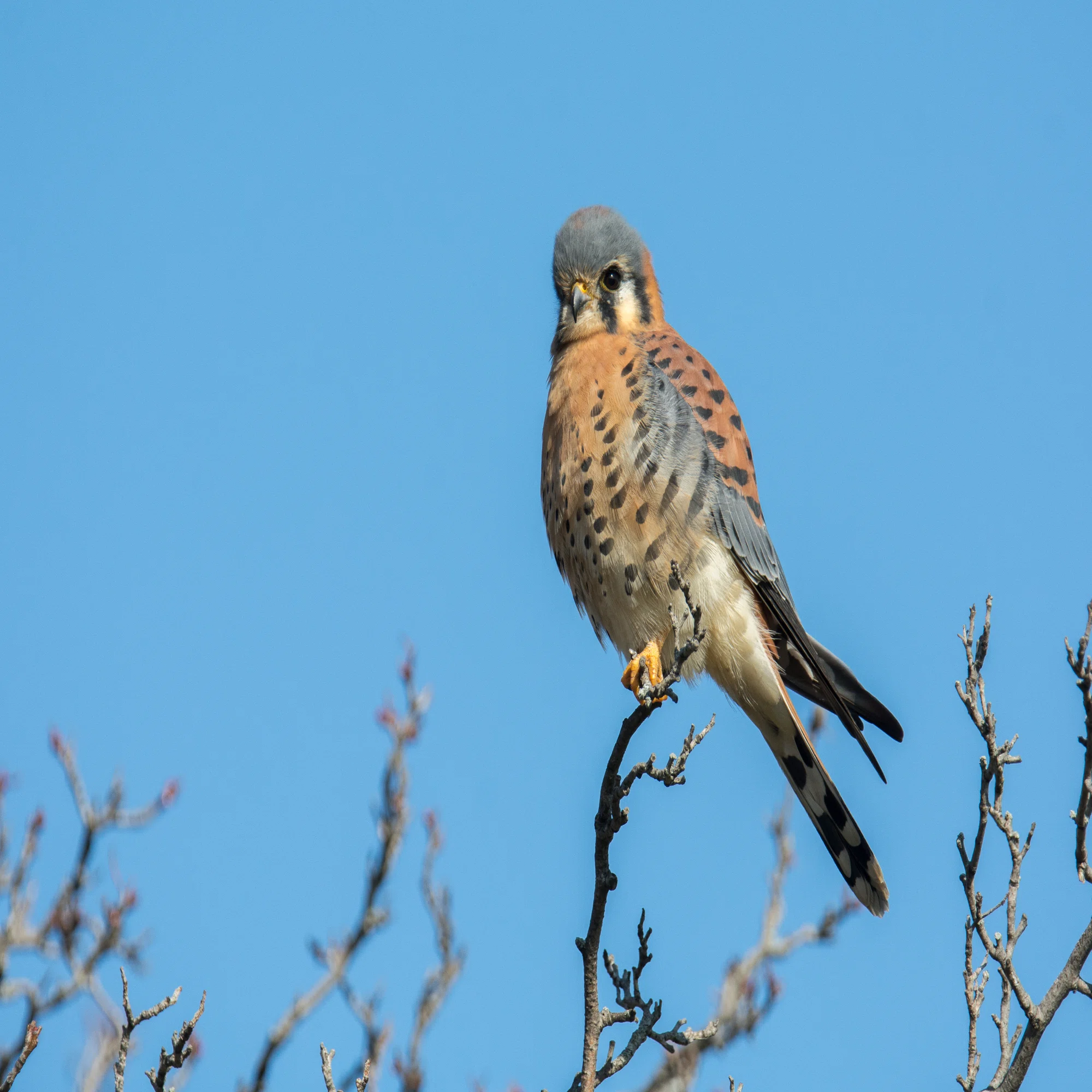シカゴでバードウォッチング！】 American Kestrel｜ローリー