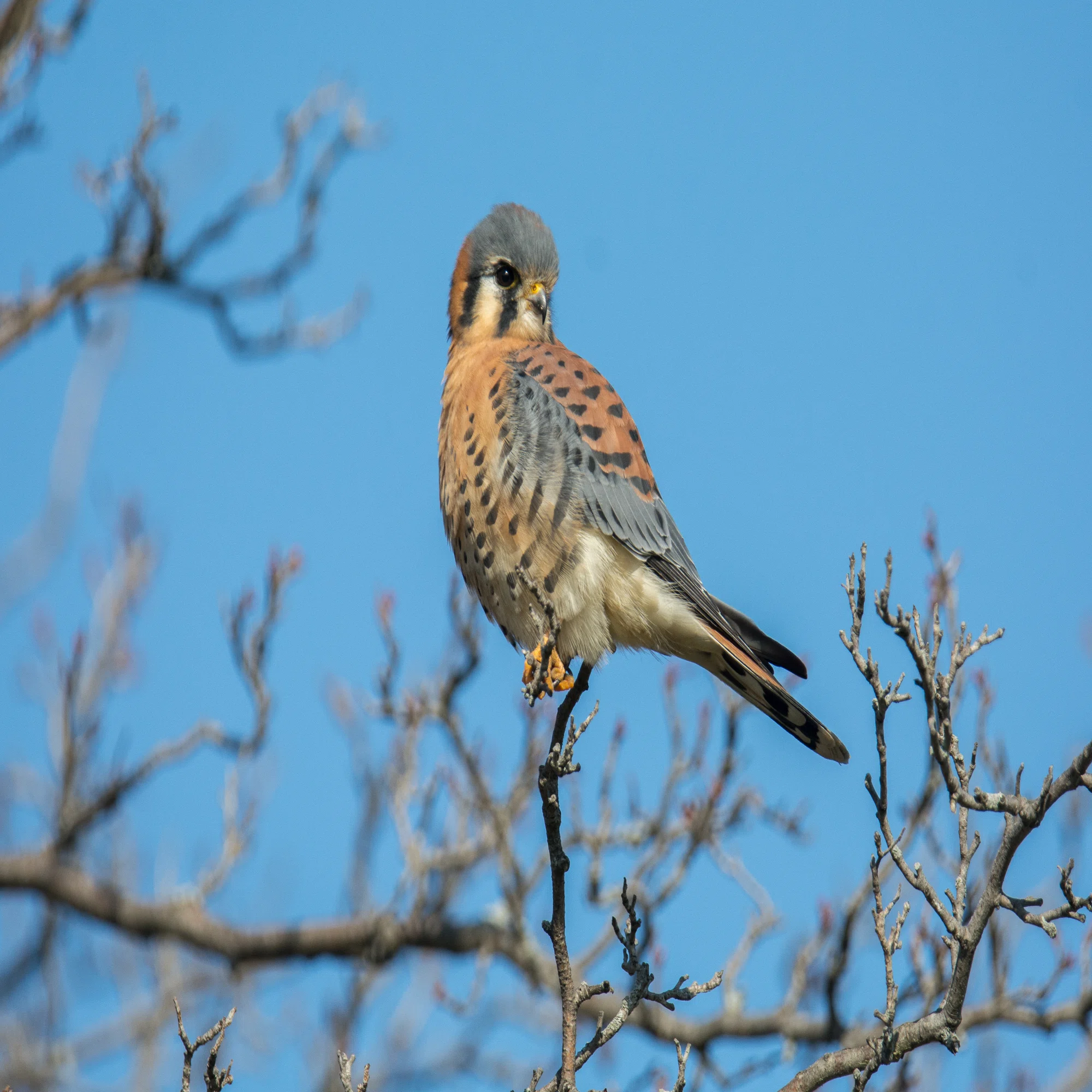 シカゴでバードウォッチング！】 American Kestrel｜ローリー