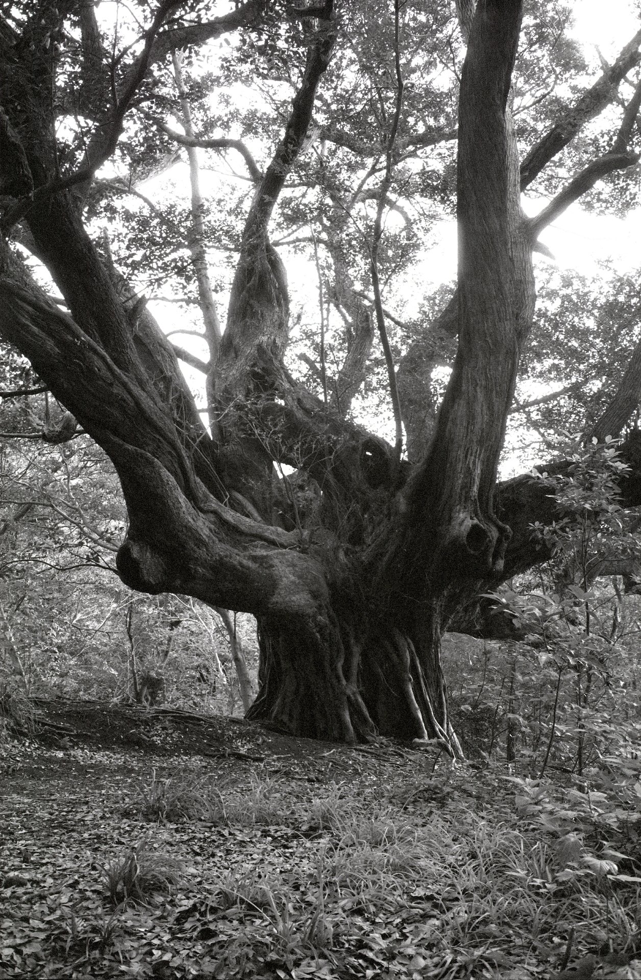 時のオカメラ #08／Voigtländer Bessa R3A ⑧ | 三宅島｜LumiXel