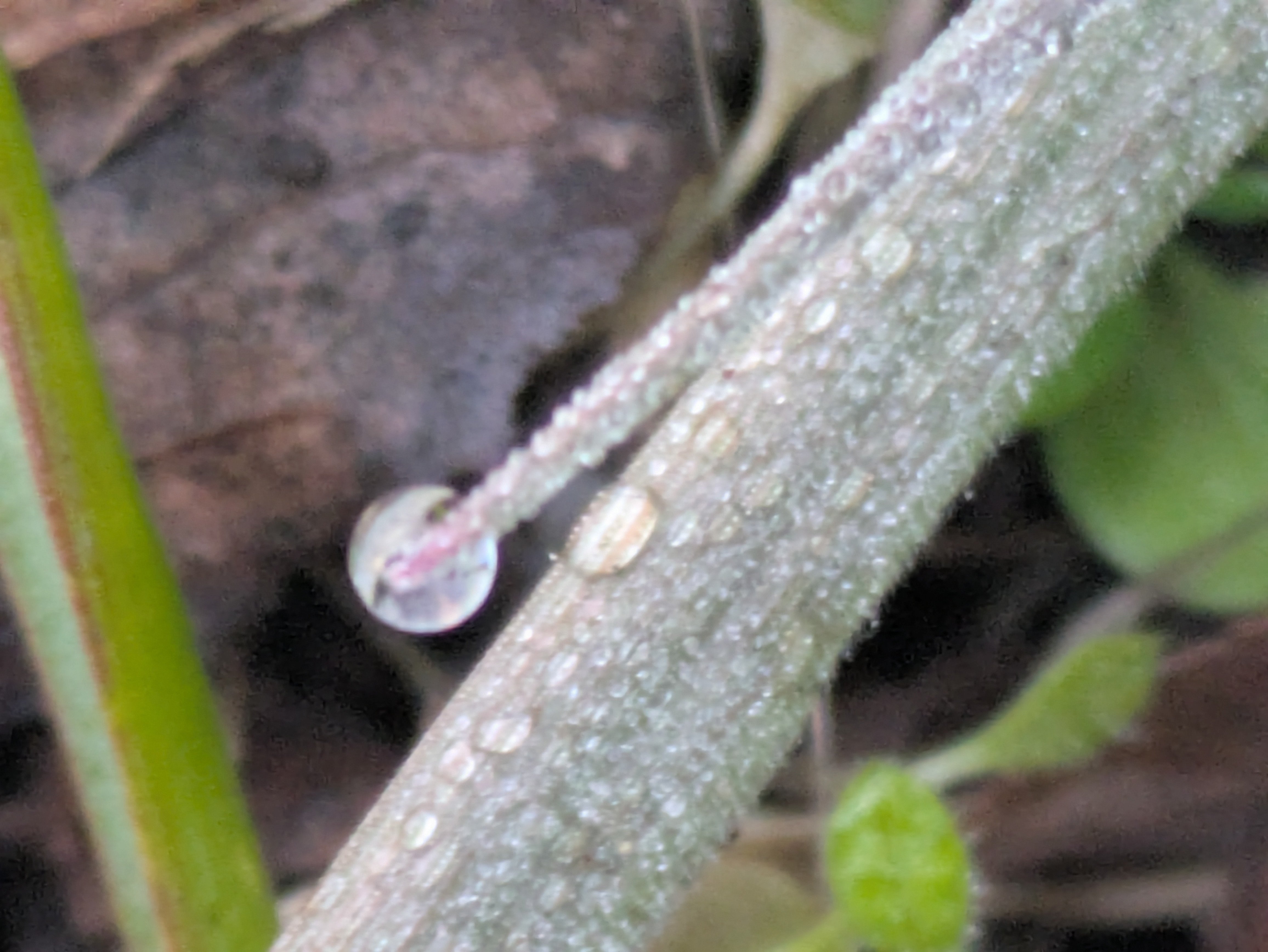 今朝の水滴③｜ichiro70