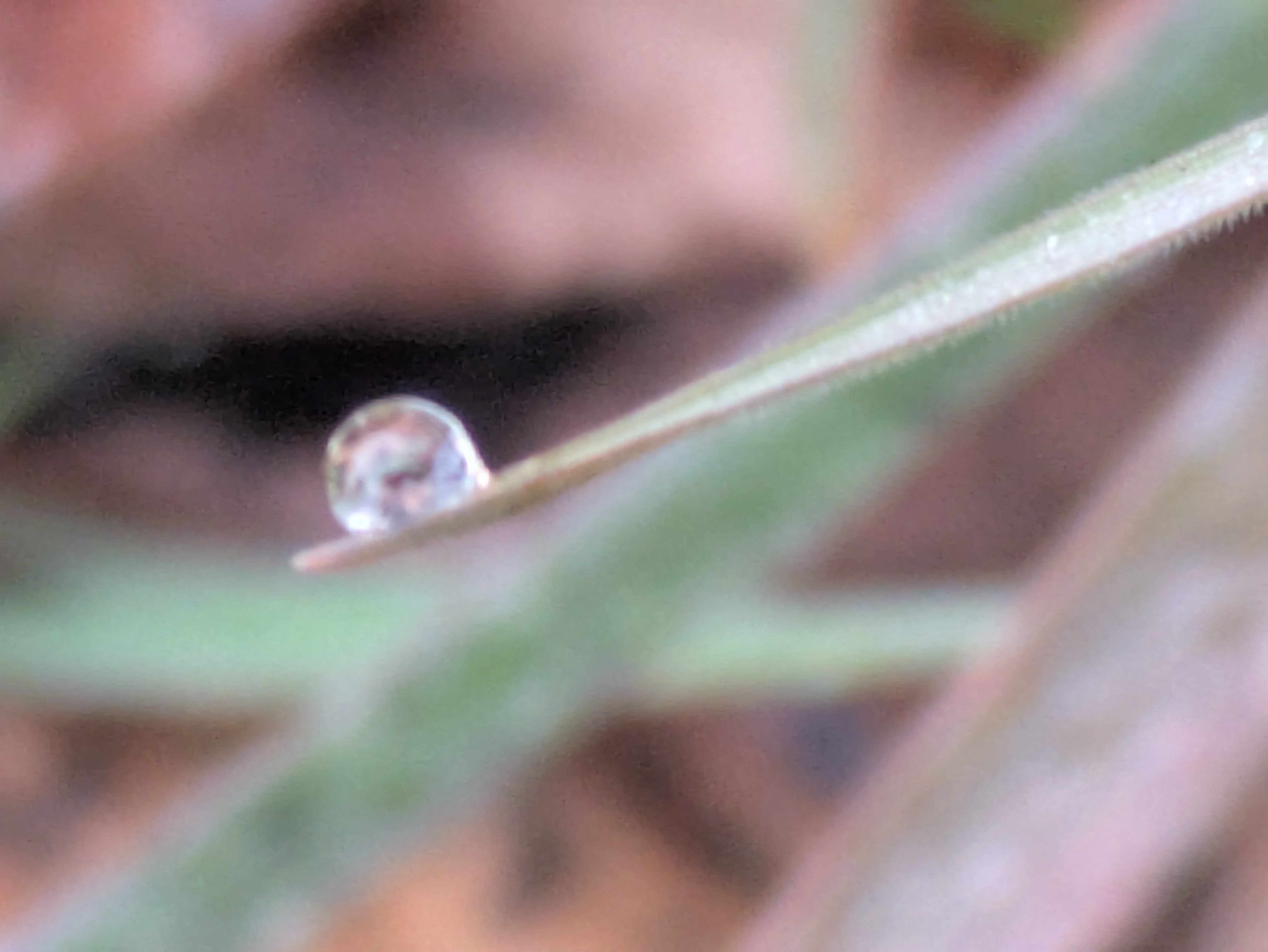 今朝の水滴③｜ichiro70