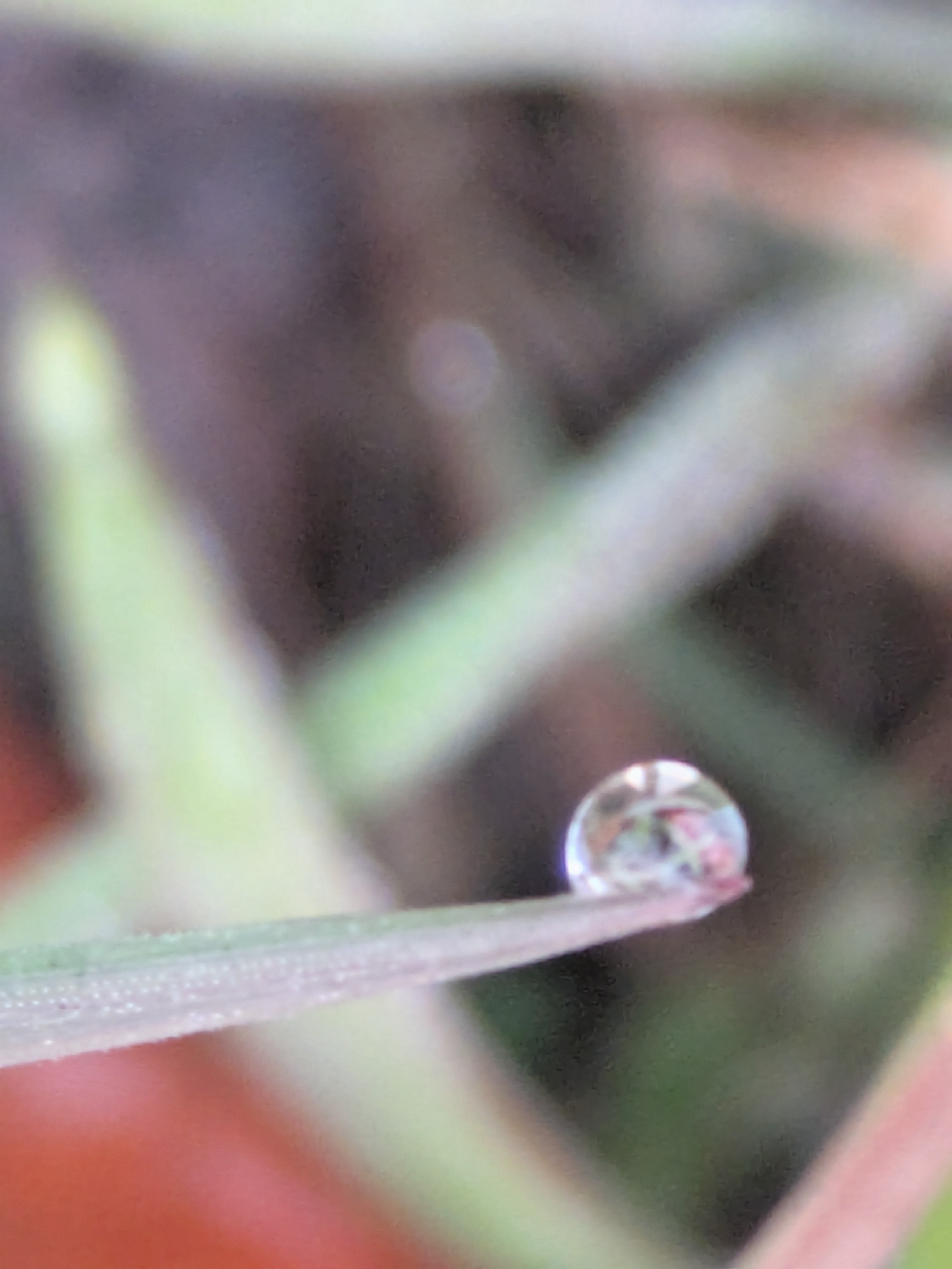 今朝の水滴④｜ichiro70