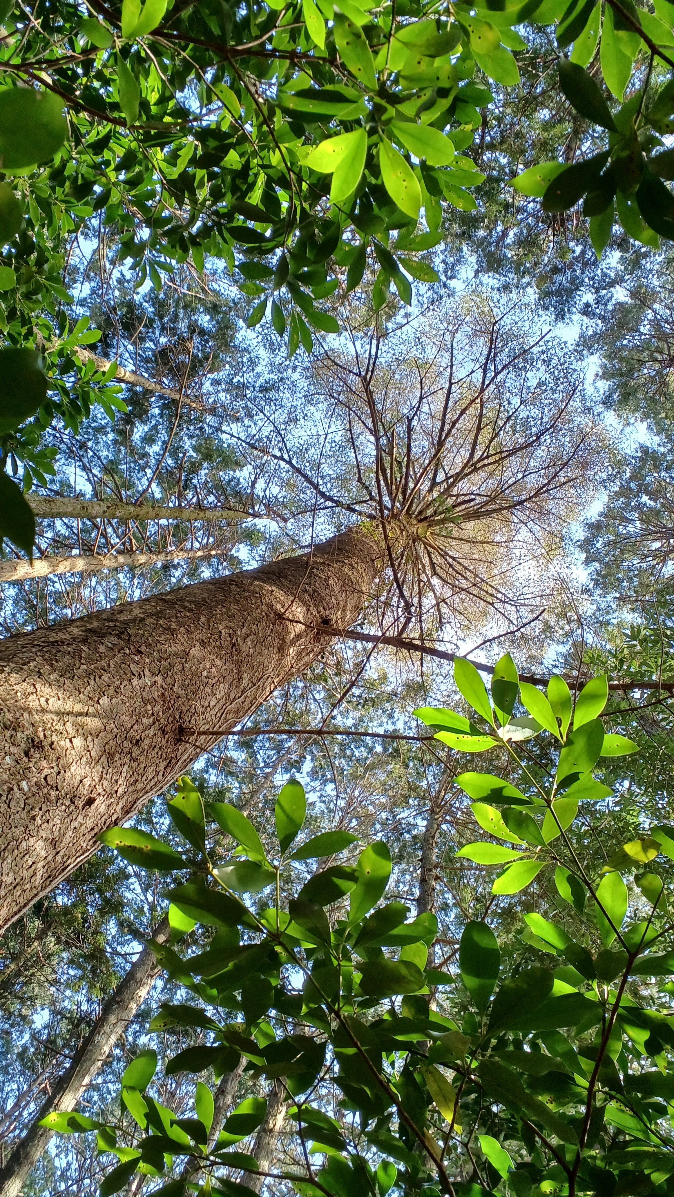 裏山探検（モミの根元にて）｜西谷