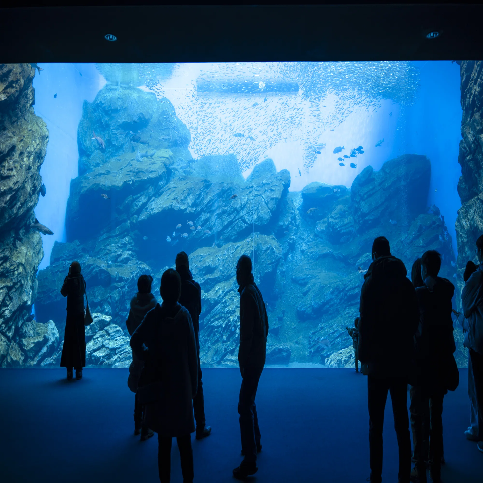 水族館という世界で、自分の世界観はどこまで通用するのか 