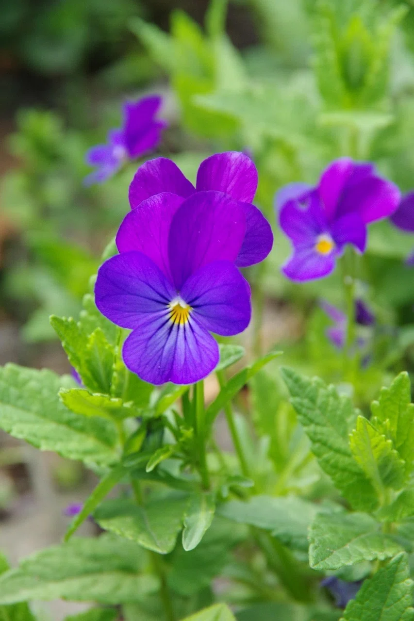2月6日の誕生花💐|篤也響究拓光/トクナリヒビキタクミ