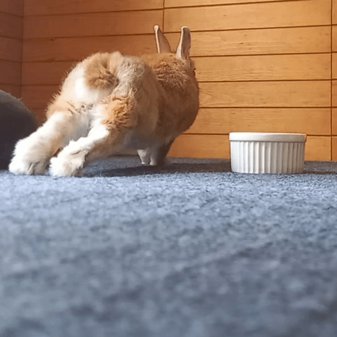 動かない日を肯定してくれる、うさぎの背中｜うさぎカフェ