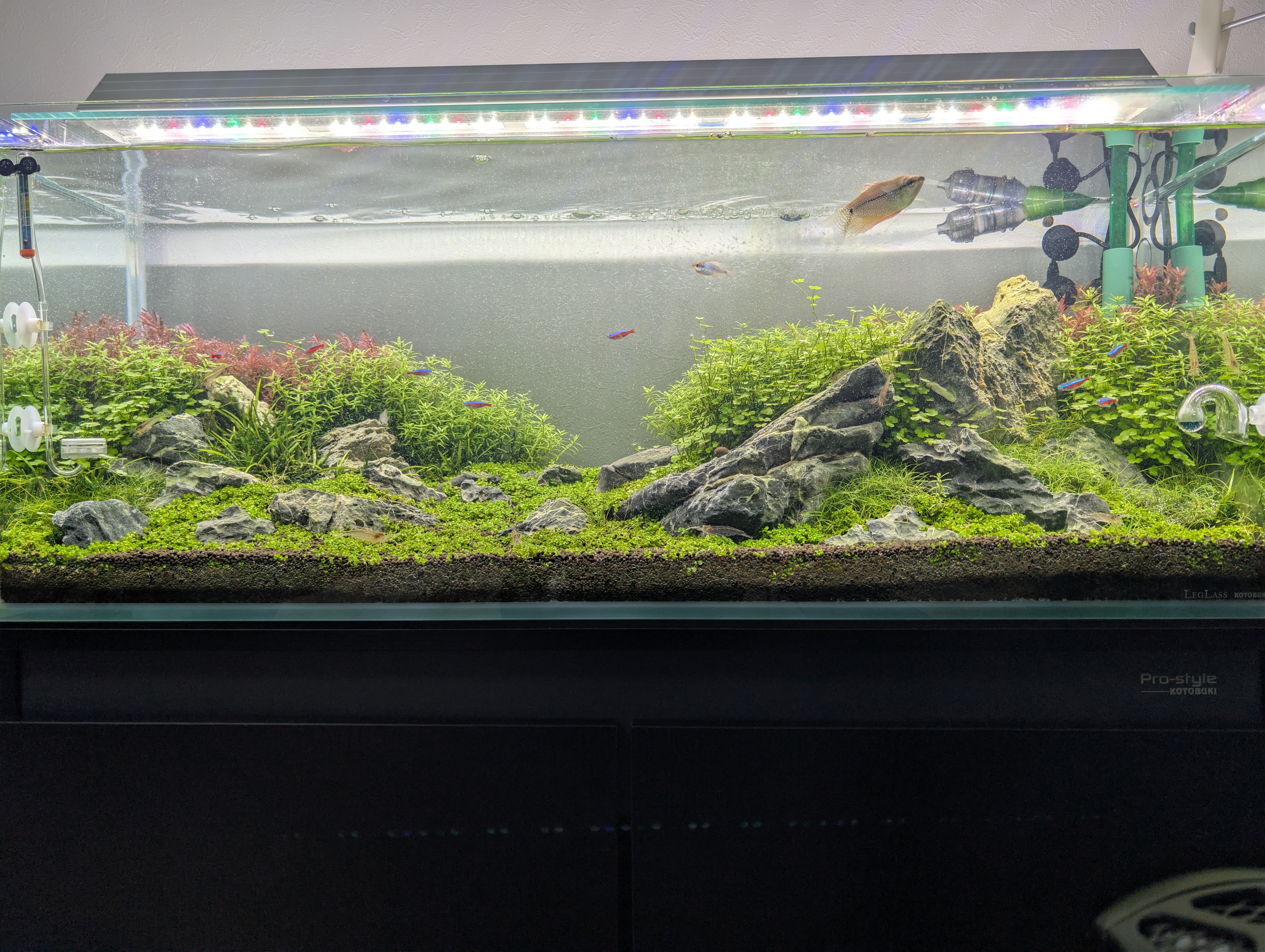 90cm水槽②】閲覧注意。一夜にして「15万円の楽園」が全滅しました