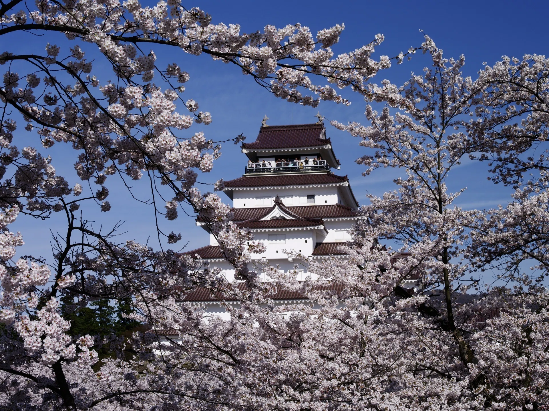 満開に桜咲く鶴ヶ城 ～撮影旅行よもやま話集～｜綺麗な風景写真が撮りたい