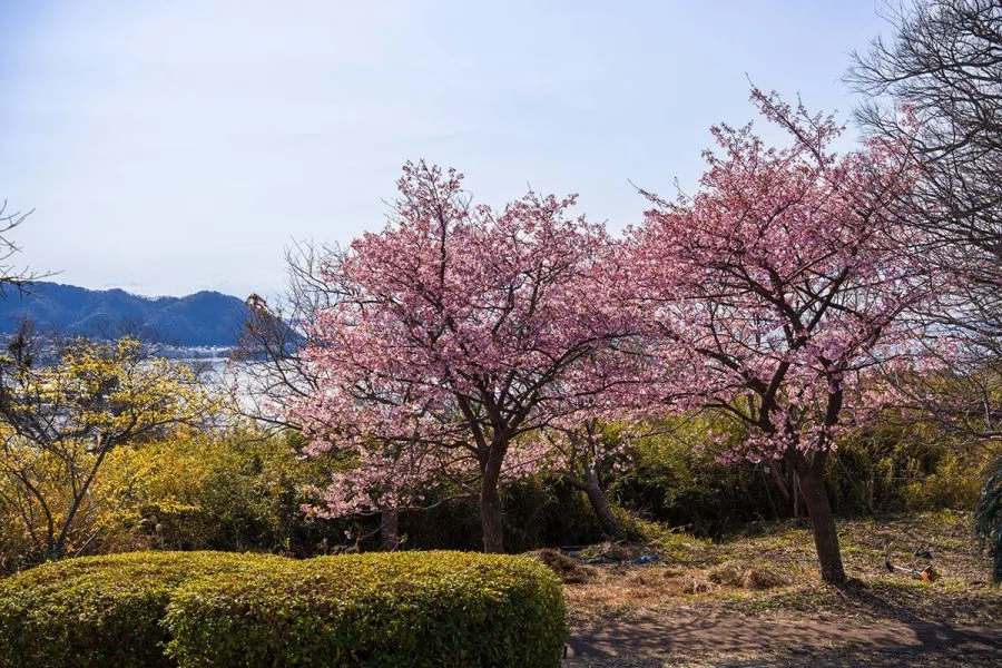河津桜　大サイズ 逗子大崎公園の河津桜 | α7V + SIGMA20-200mm , Z f + KISTAR40mm