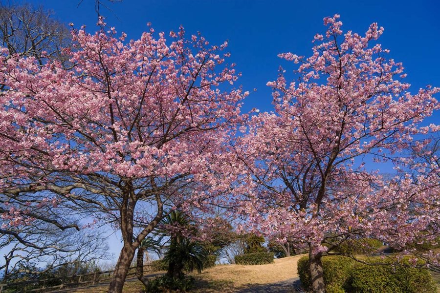 逗子大崎公園の河津桜 | α7V + SIGMA20-200mm , Z f + KISTAR40mm