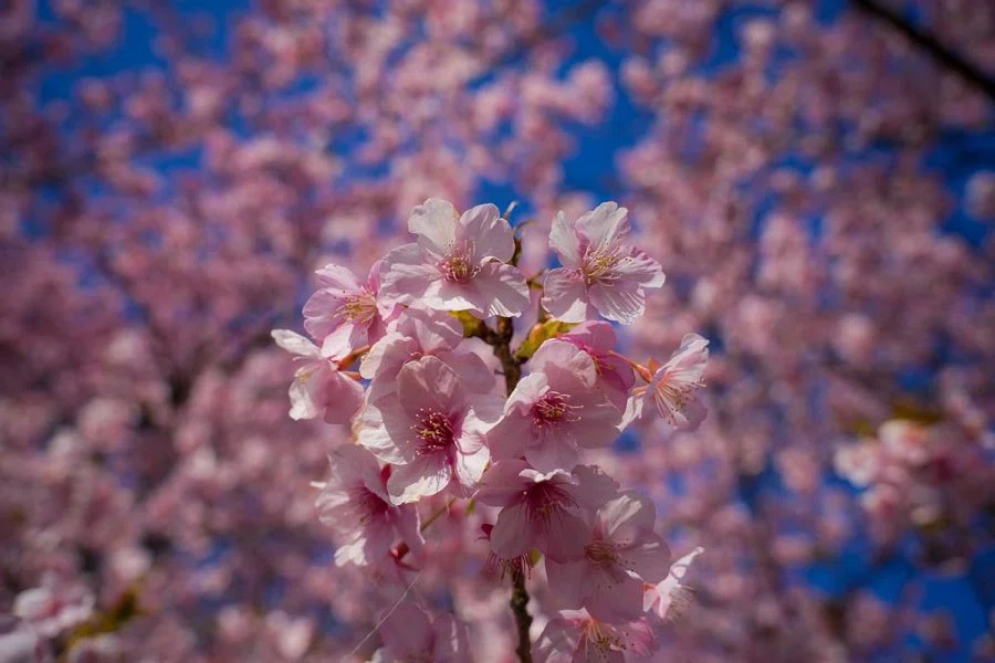 逗子大崎公園の河津桜 | α7V + SIGMA20-200mm , Z f + KISTAR40mm