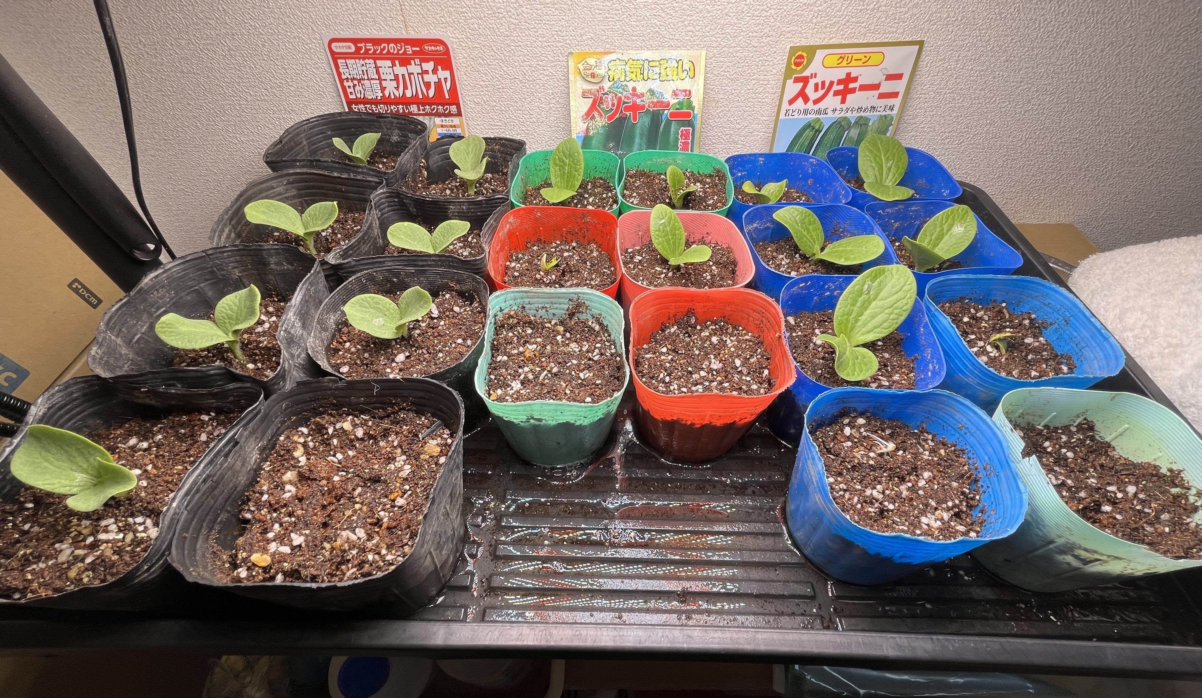 早く芽を出せ 出さぬと土をほじくるぞー 2｜ca-ptain@農ある暮らし