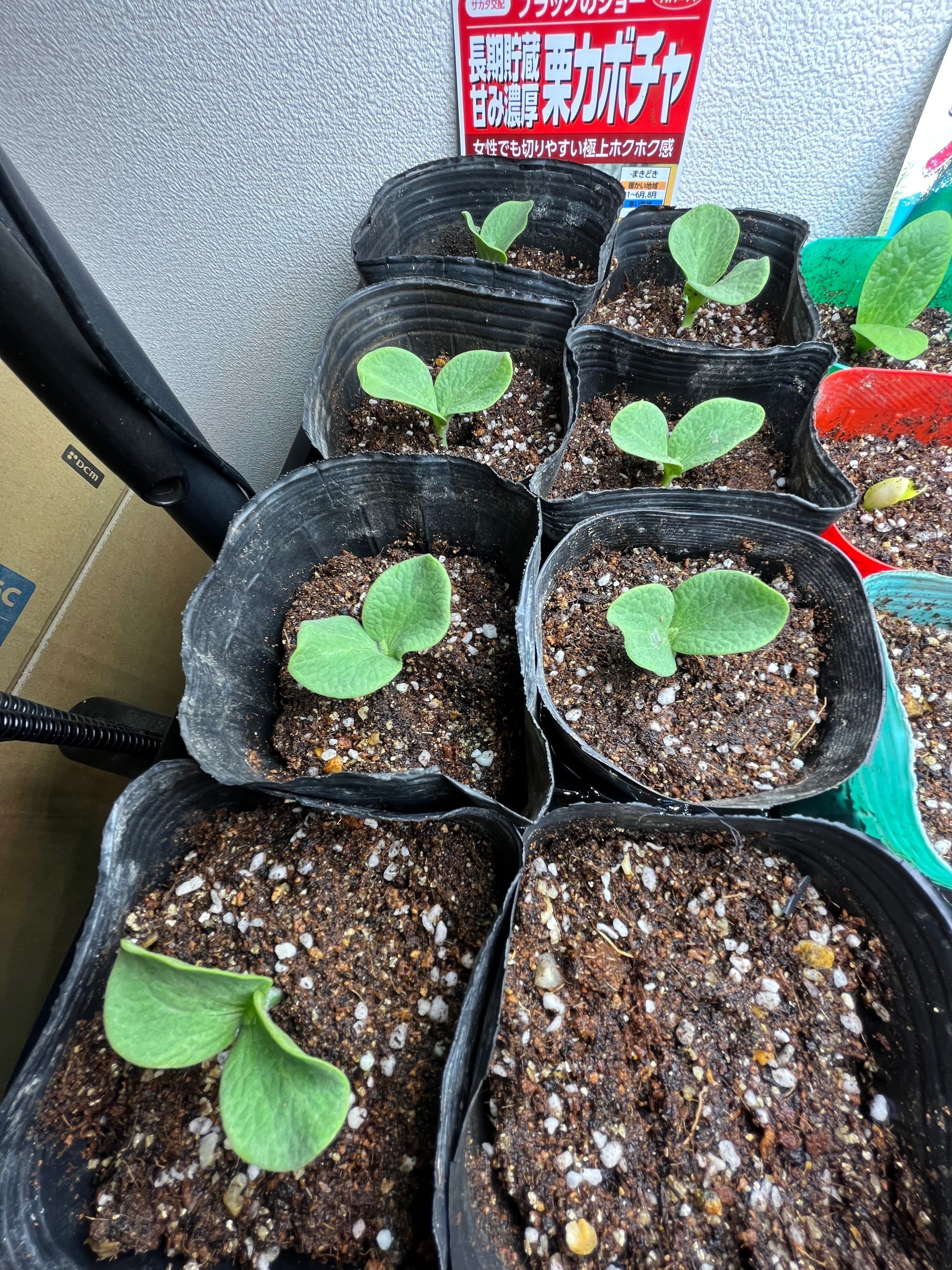 発芽 早く芽を出せ 出さぬと土をほじくるぞー 2｜ca-ptain@農ある暮らし