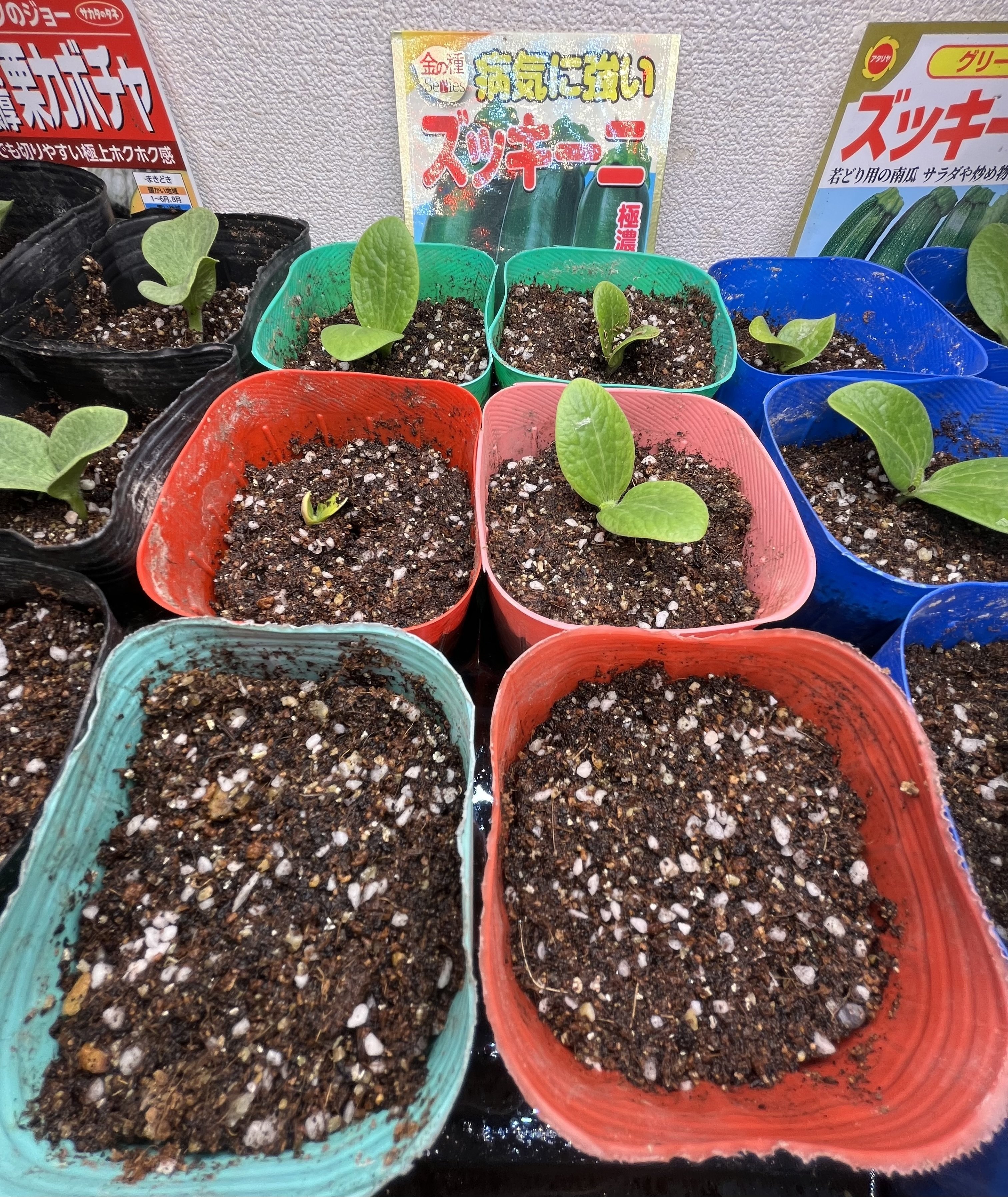 早く芽を出せ 出さぬと土をほじくるぞー 2｜ca-ptain@農ある暮らし