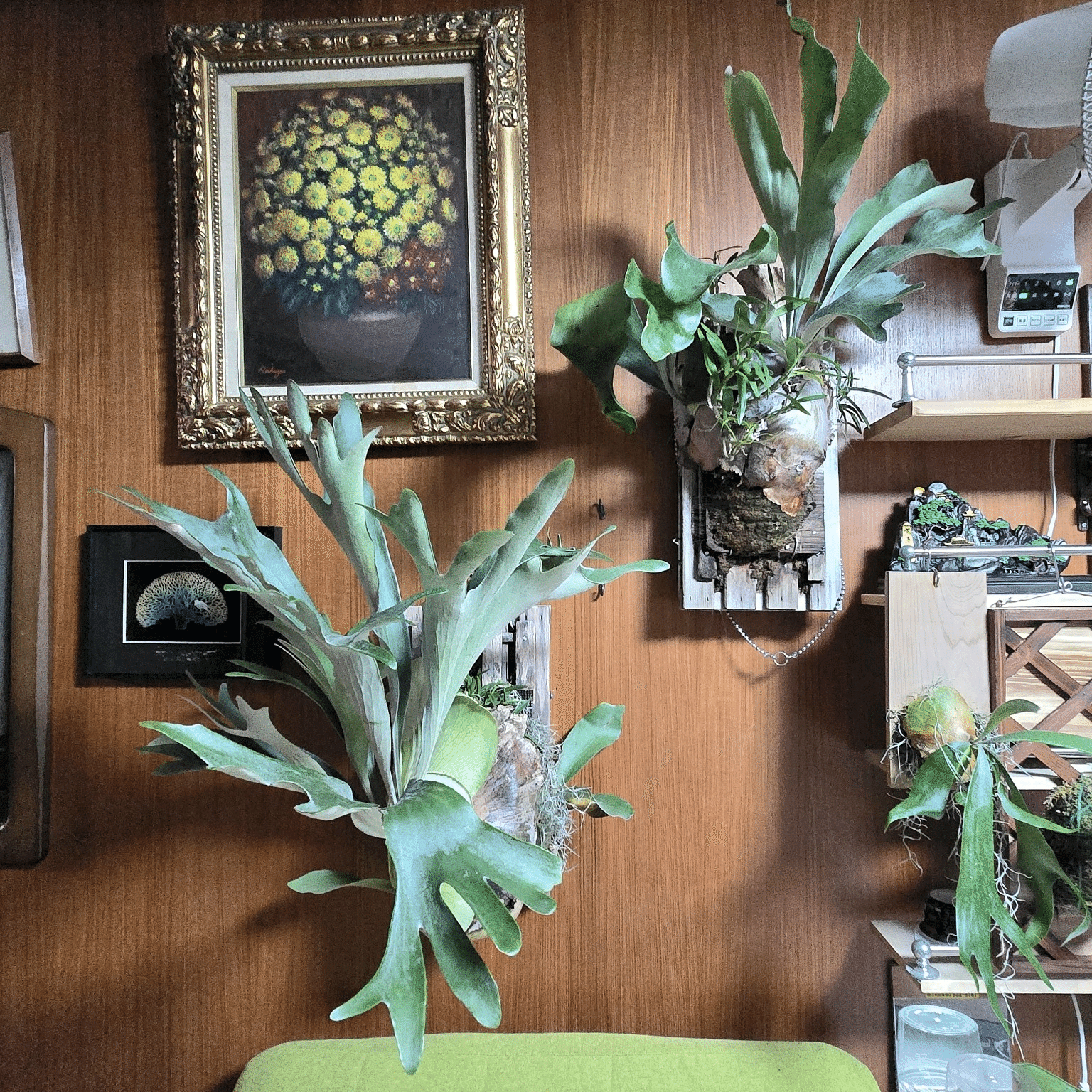 ビカクシダ ビフルカツム｜ポチョムキン卿