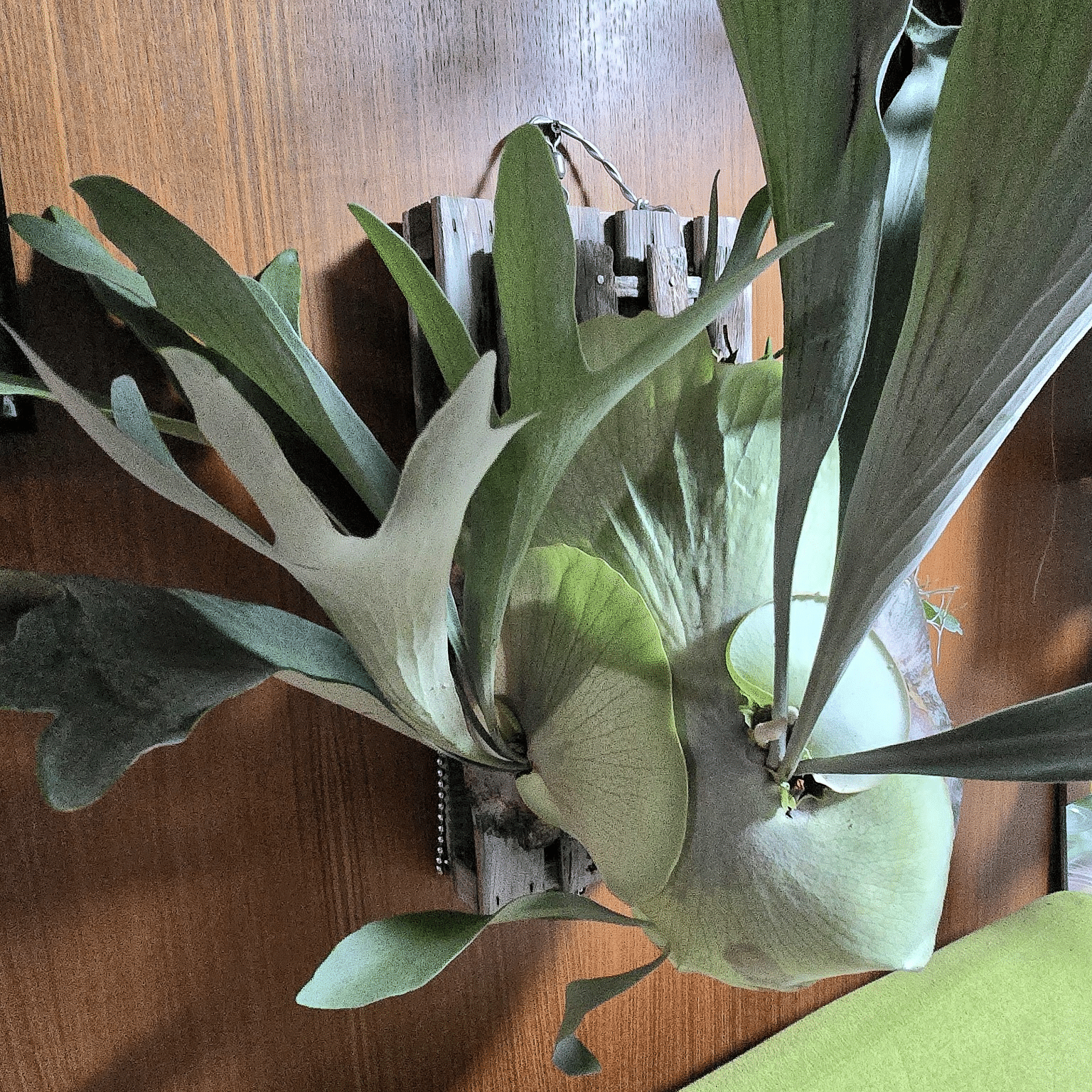 ビカクシダ ビフルカツム｜ポチョムキン卿