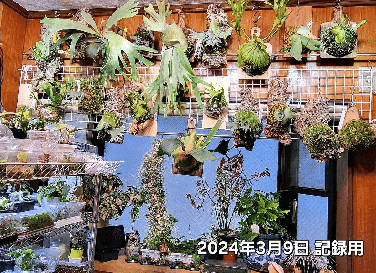 ビカクシダという植物｜ポチョムキン卿