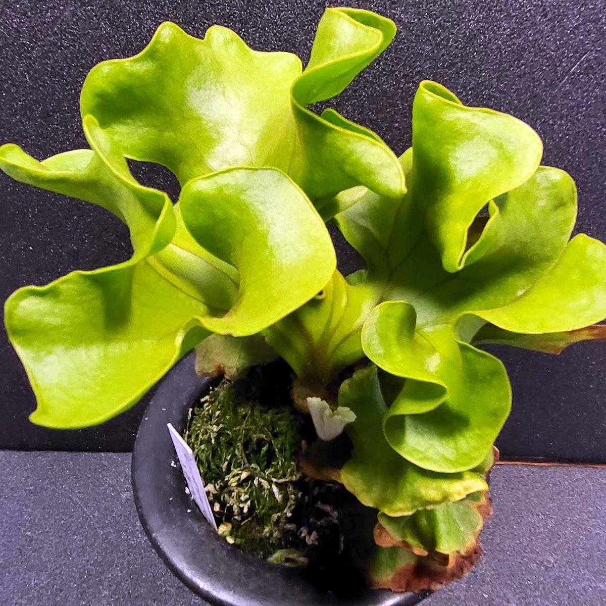 ビカクシダという植物｜ポチョムキン卿