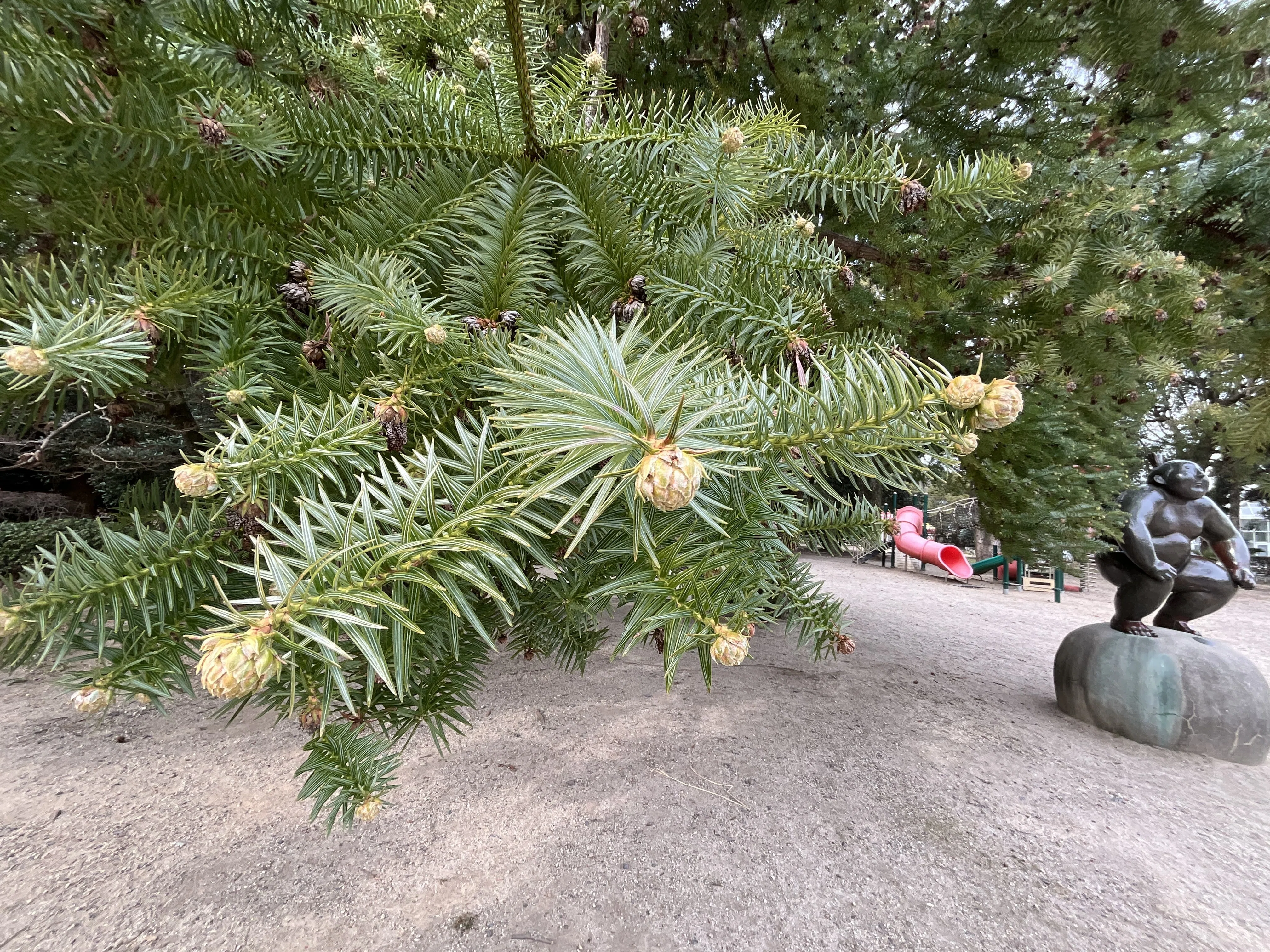 コウヨウザン　大型 きのこ文庫前のコウヨウザン（京都府立植物園）No.51：2026年2月10日