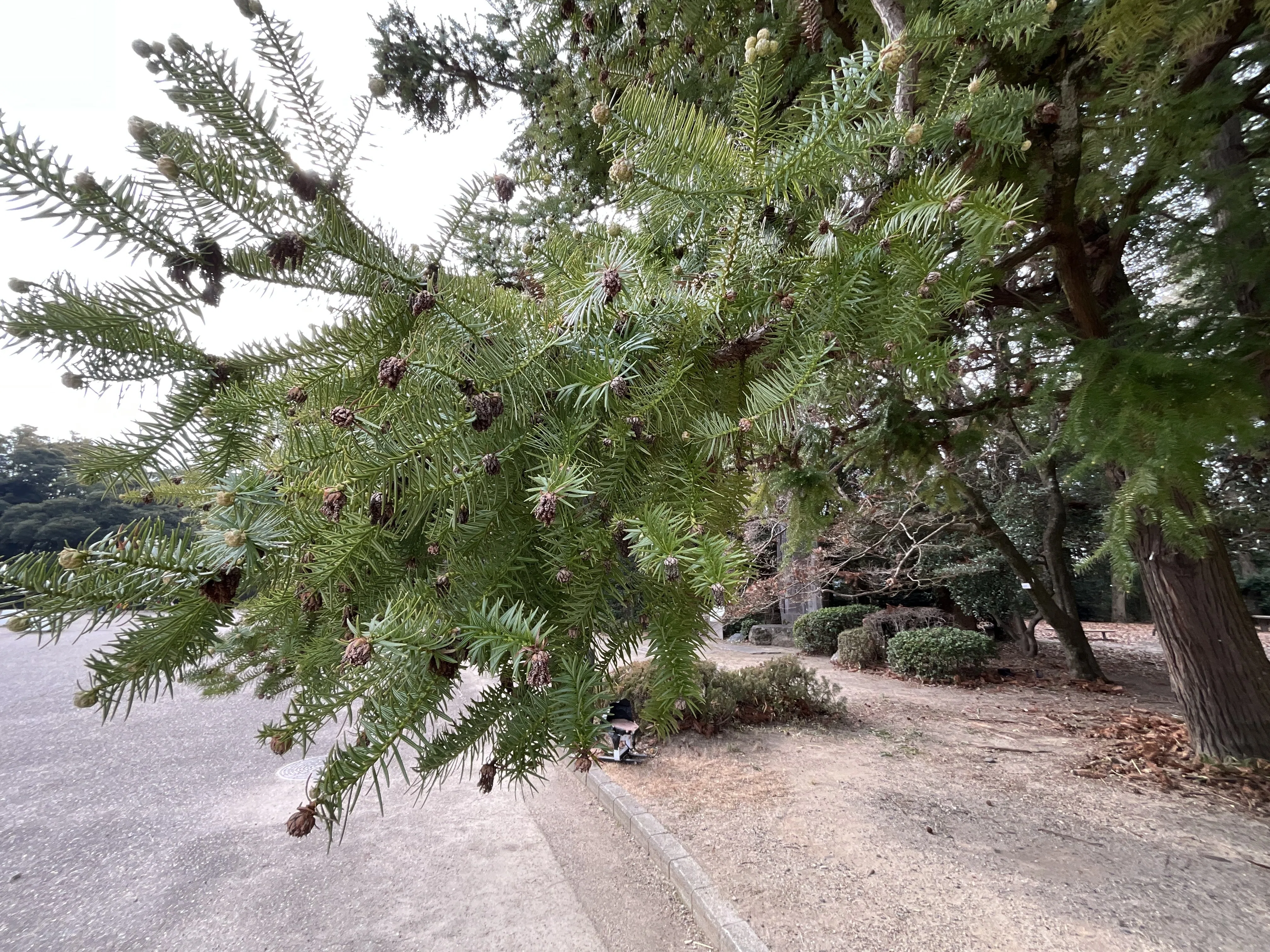 きのこ文庫前のコウヨウザン（京都府立植物園）No.51：2026年2月10日