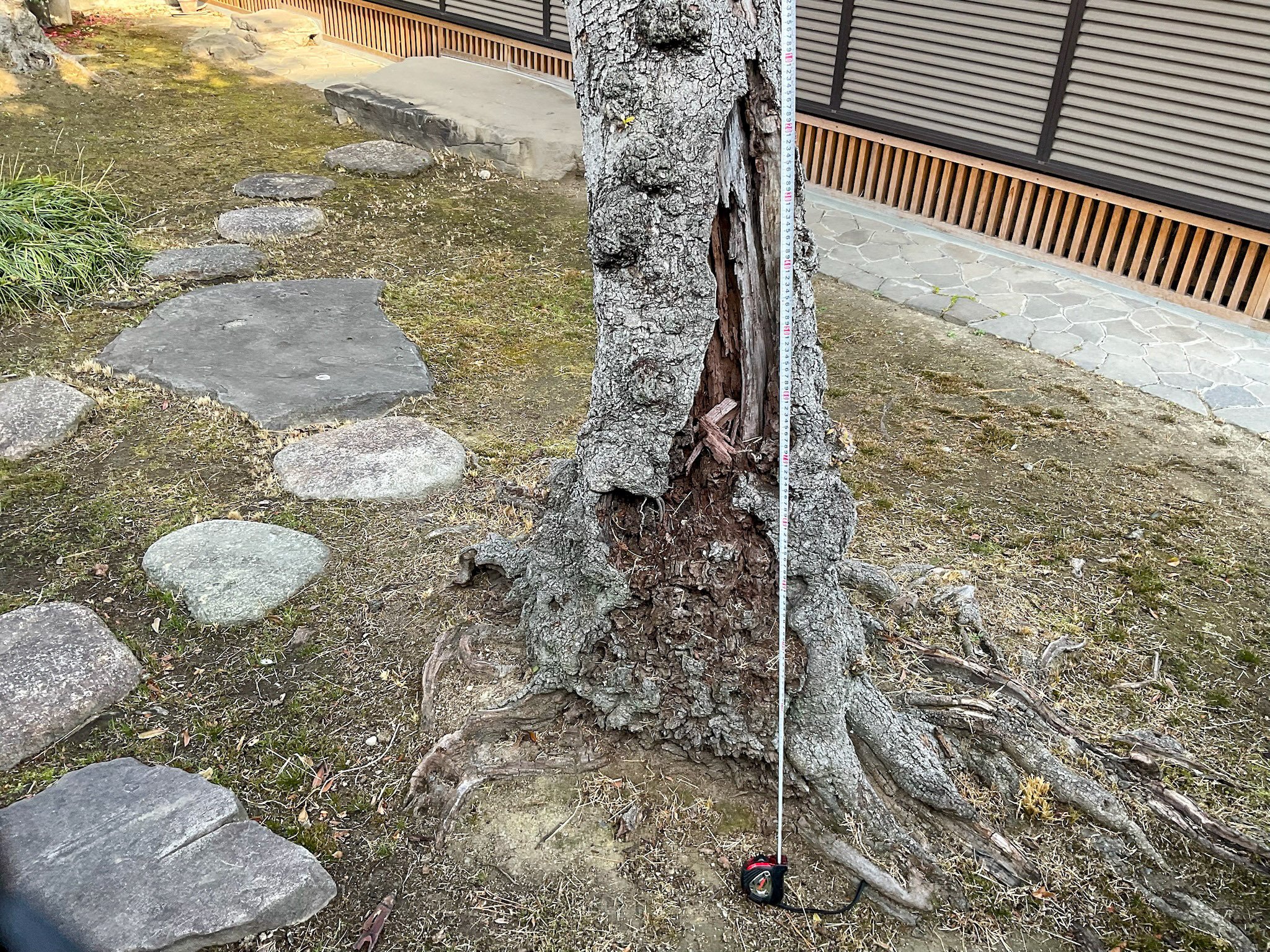 傷んだ老木のヤマモモを手当てしてみた時のお話｜Garden archive